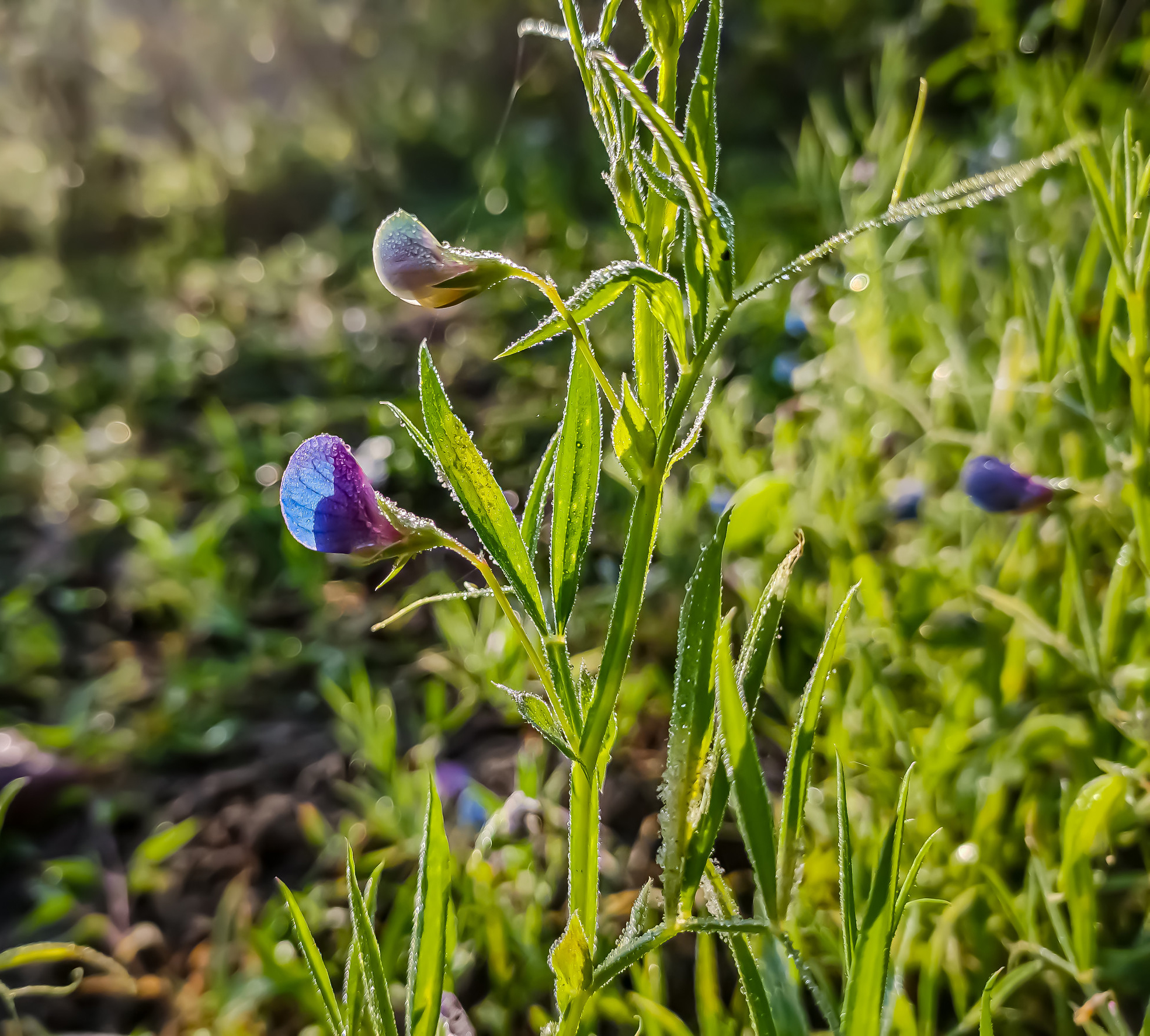 Lathyrus sativus, also known as grass pea, chickling pea, Indian