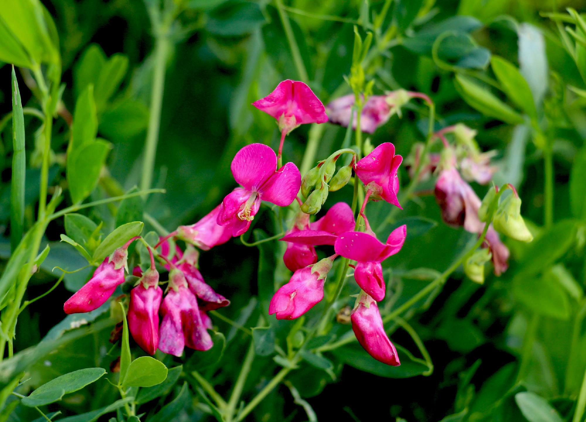 Lathyrus tuberosus grows in the field among the grasses in summe