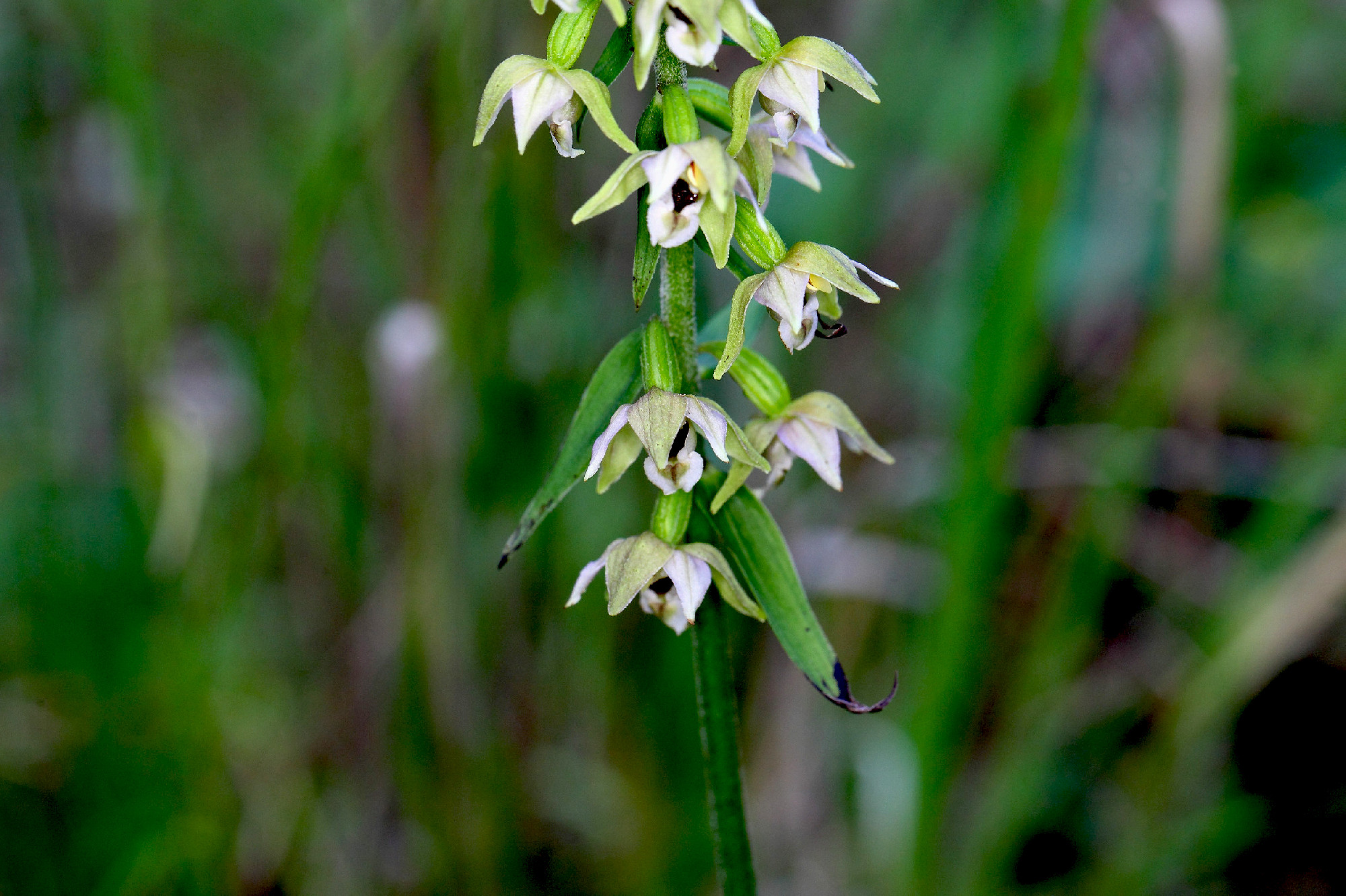 Flowers of the orchid Epipactis muelleri.