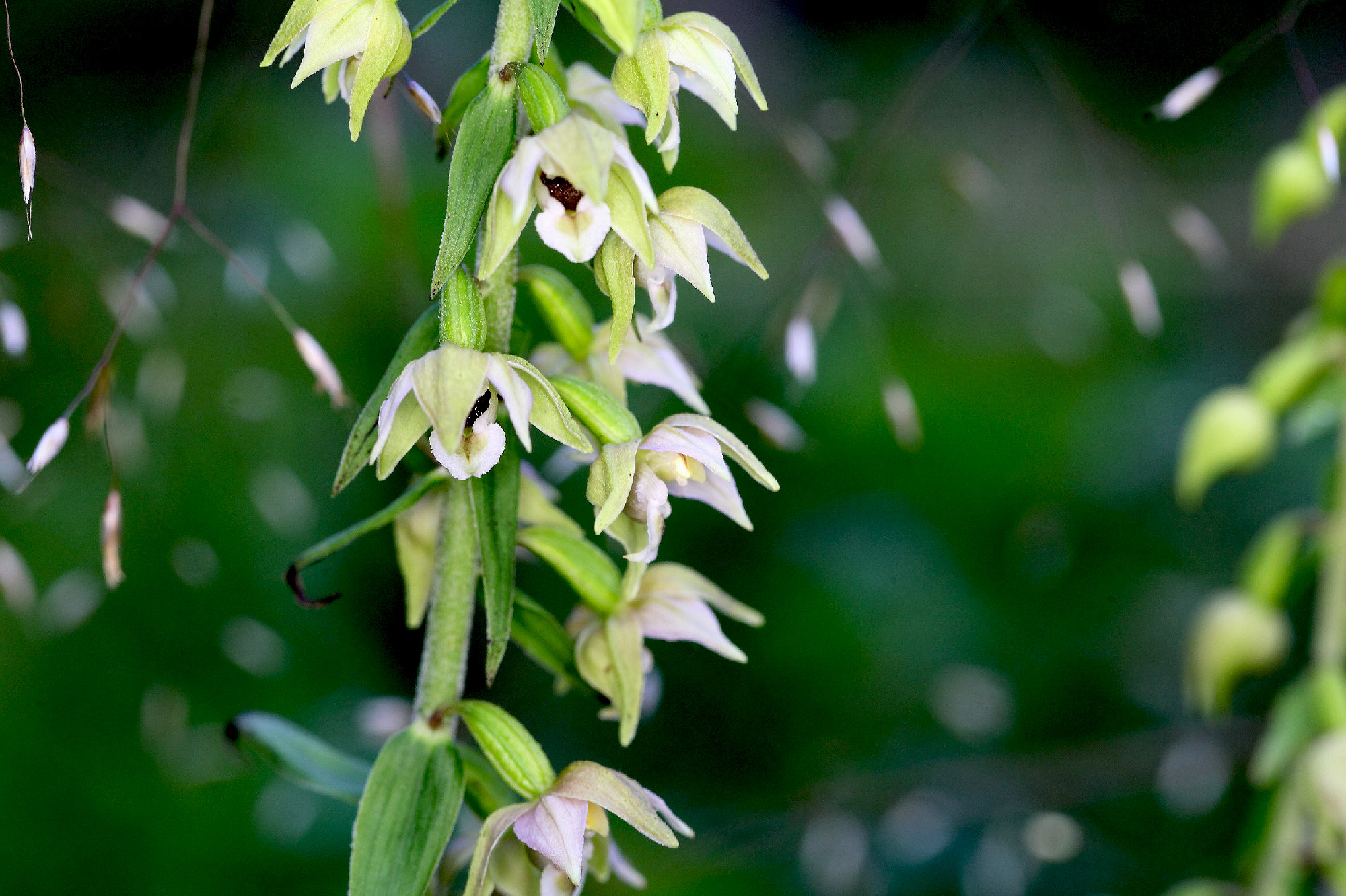 Flowers of the orchid Epipactis muelleri.