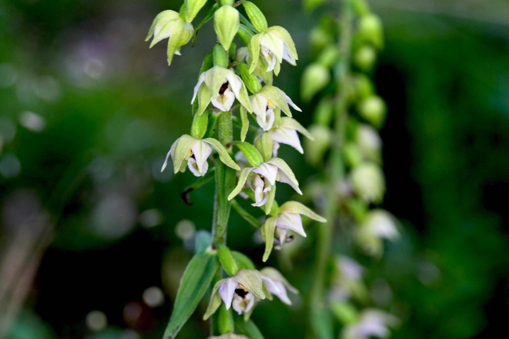 Flowers of the orchid Epipactis muelleri.