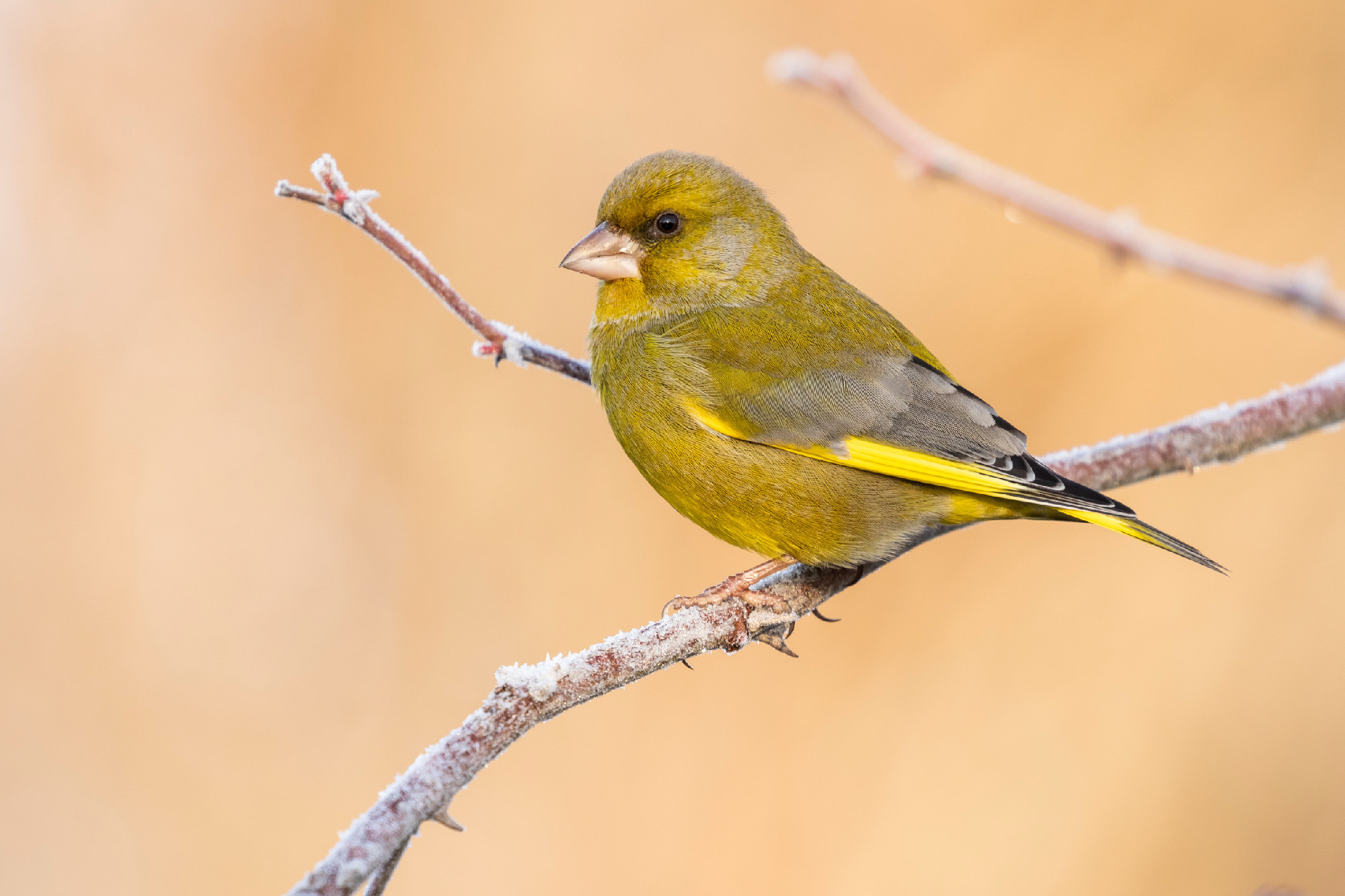 European male goldfinch (chloris chloris), sitting on a branch on a homogeneous blurred background.