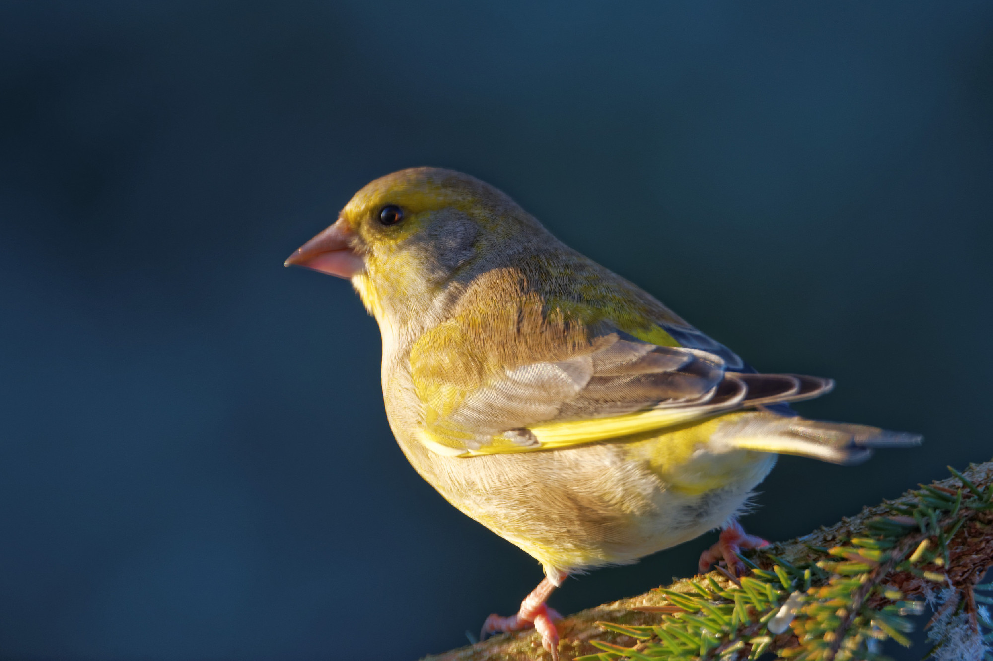 European greenfinch
