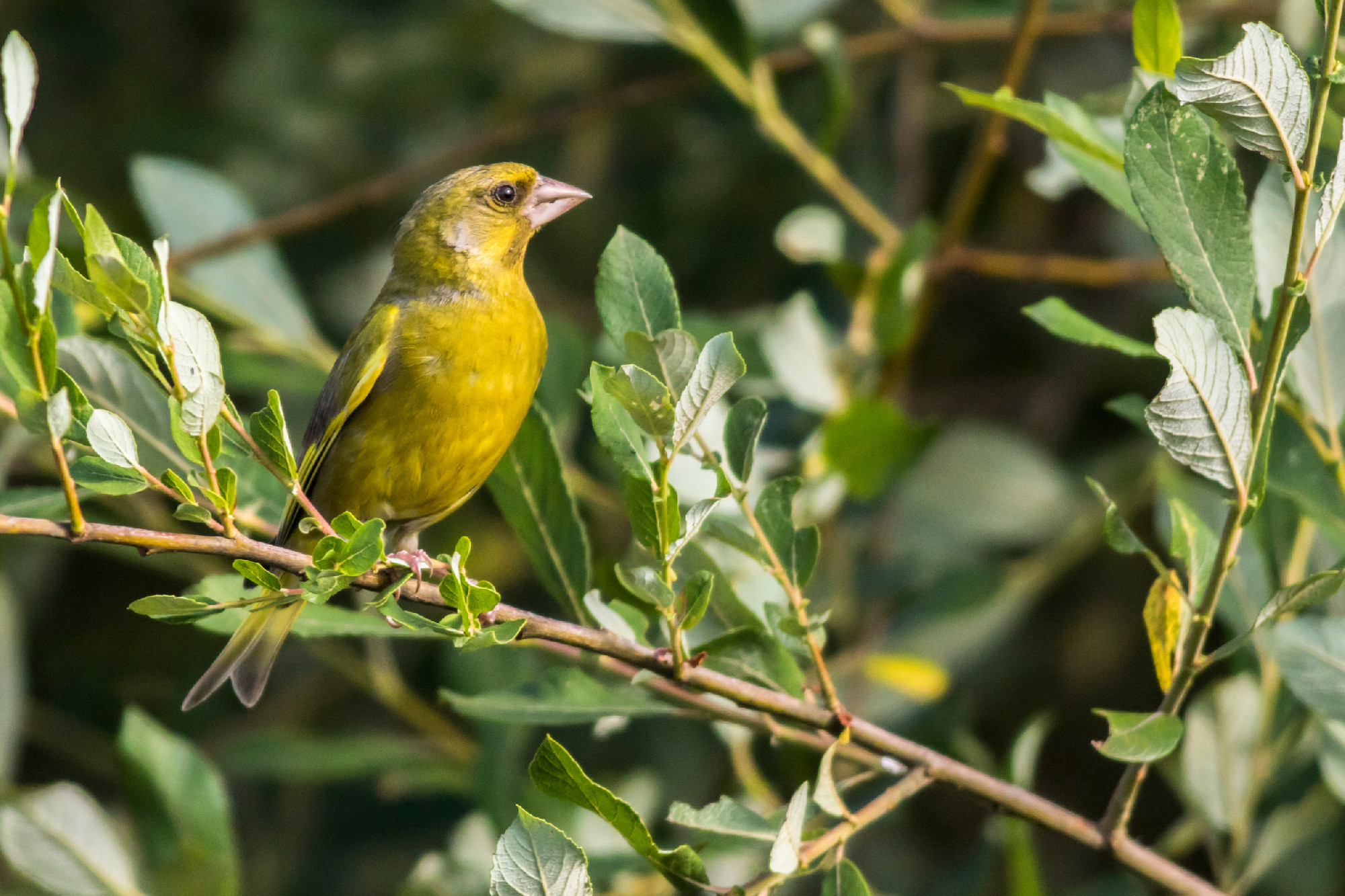 Common greenfinch (Carduelis chloris)