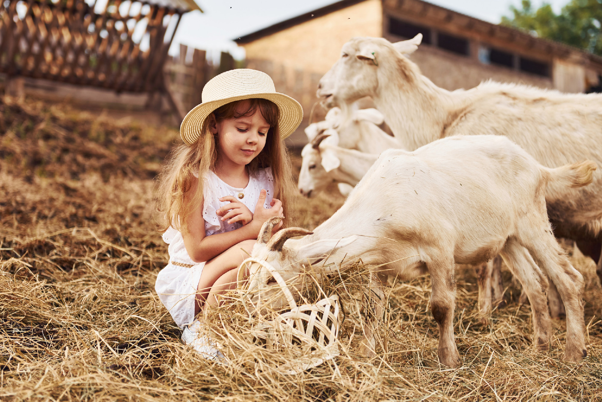 Little girl in white clothes is on the farm at summertime outdoors with goats