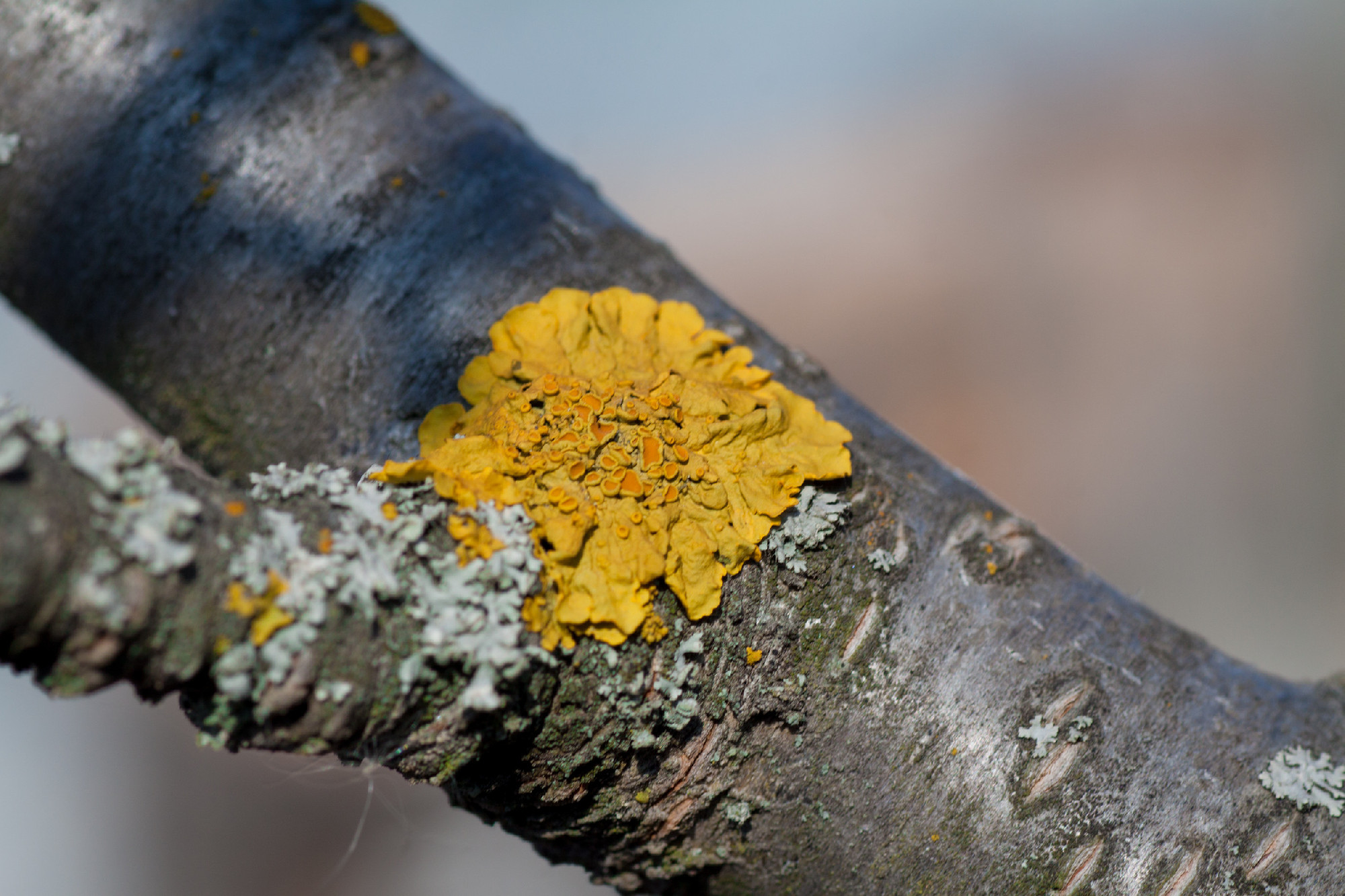 Lichen on the tree branch