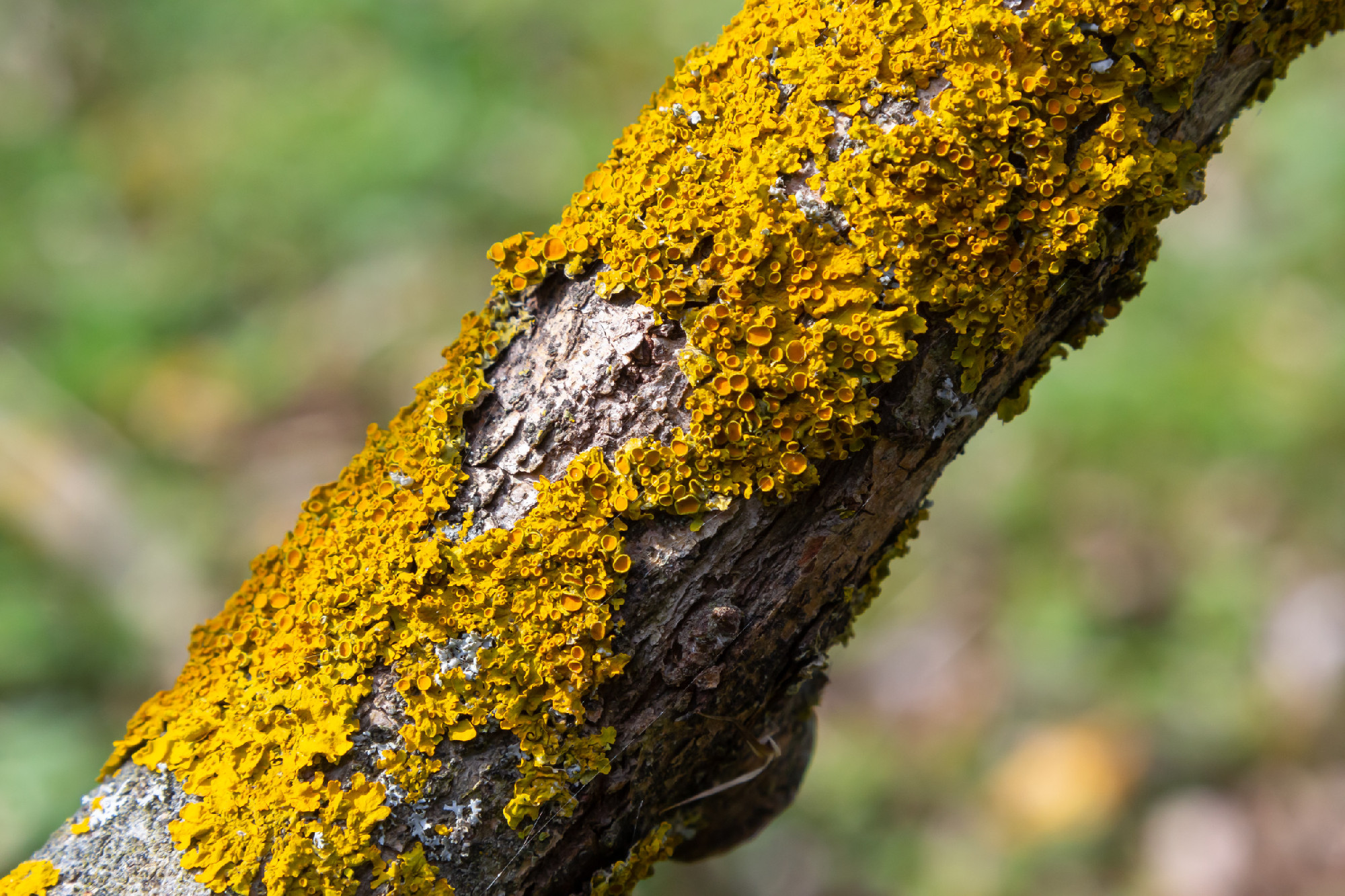 Orange lichen, Xanthoria parietina, growing on tree bark