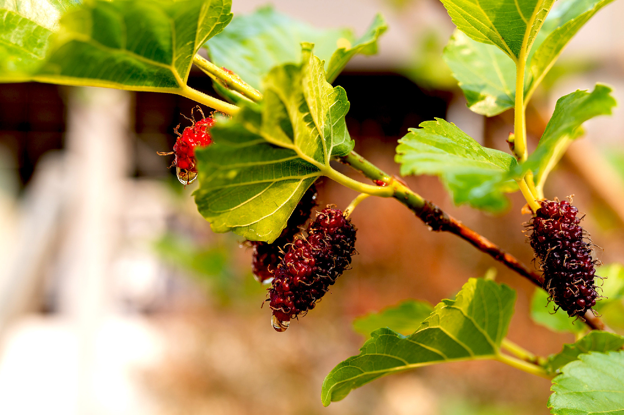 Fresh mulberry hanging on branch,  close-up 