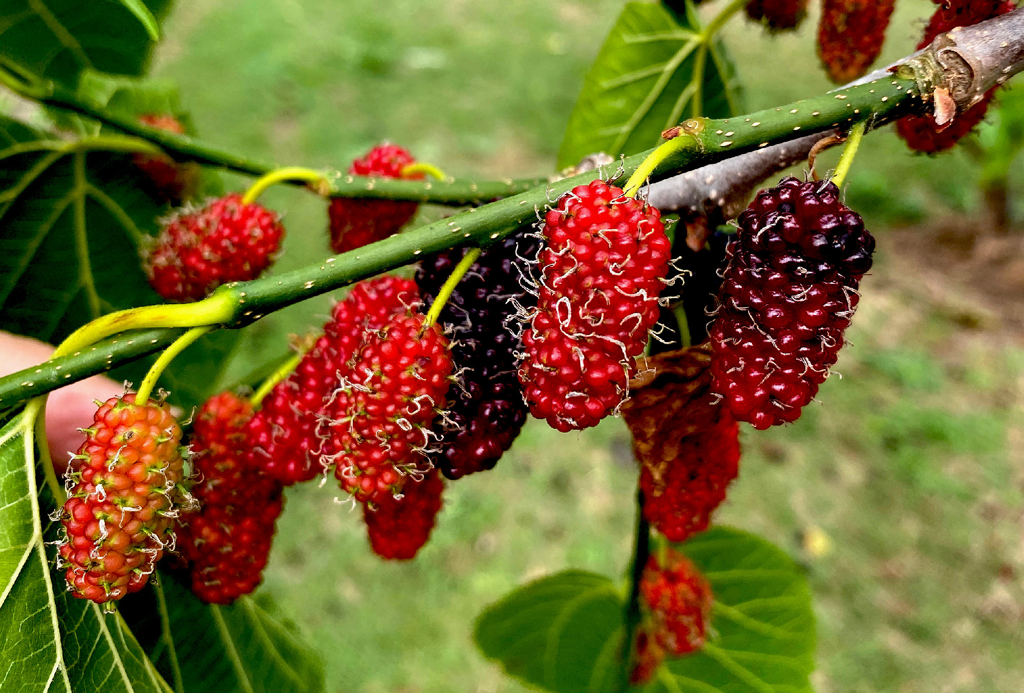 Black Mulberry Unripe Fruit
