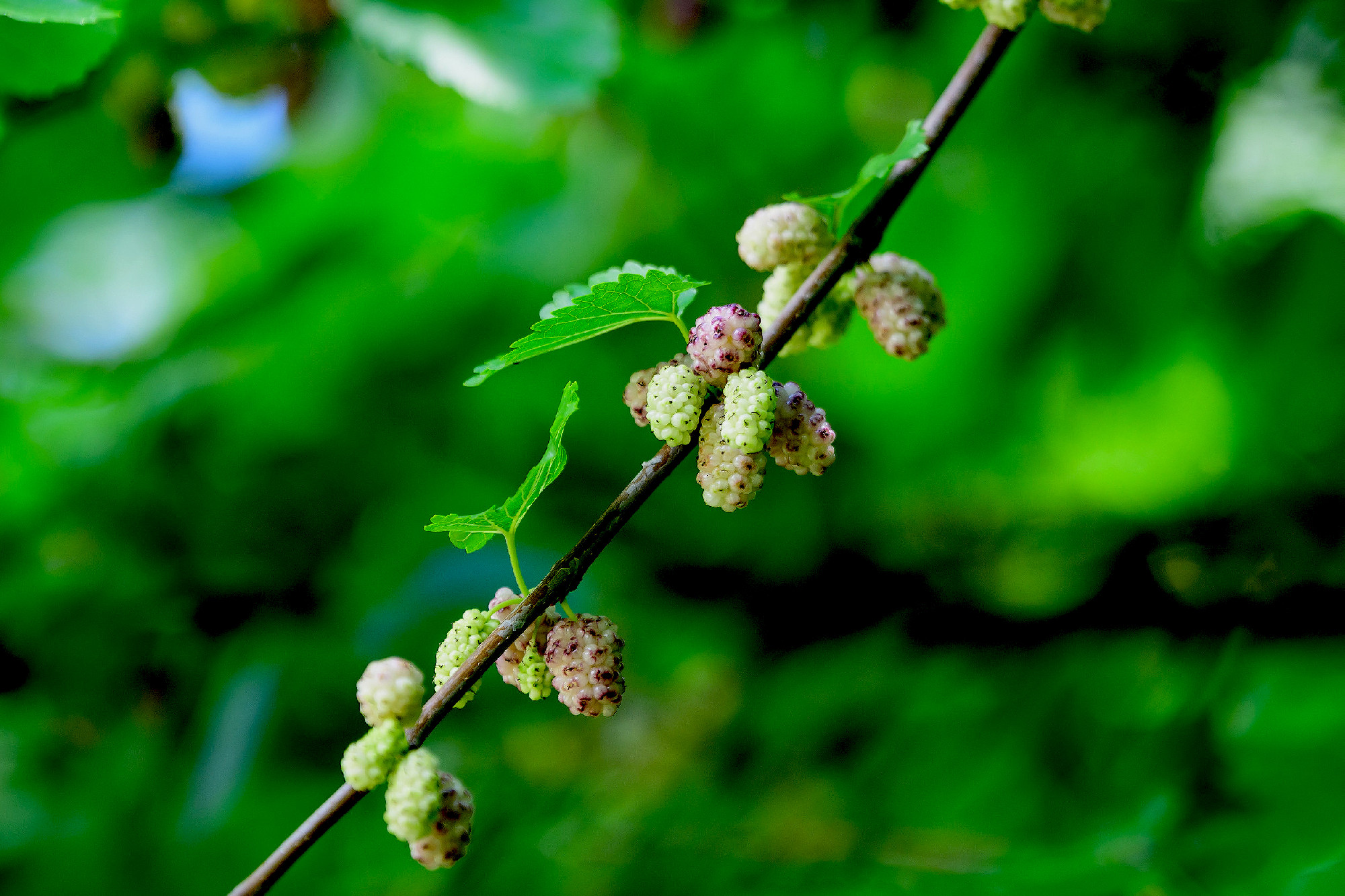 Small black wild white and yellow mulberries with tree branches 