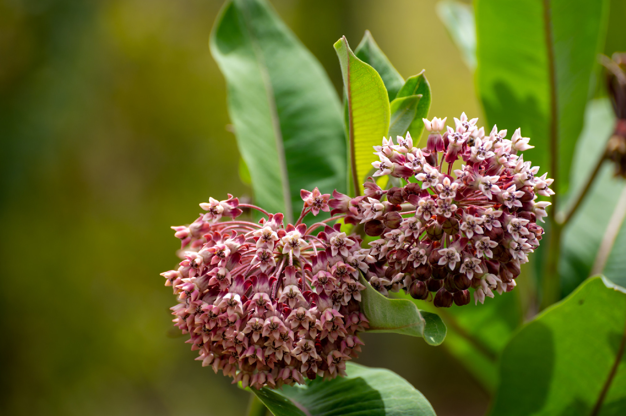 Botanical collection of insect friendly or decorative plants and