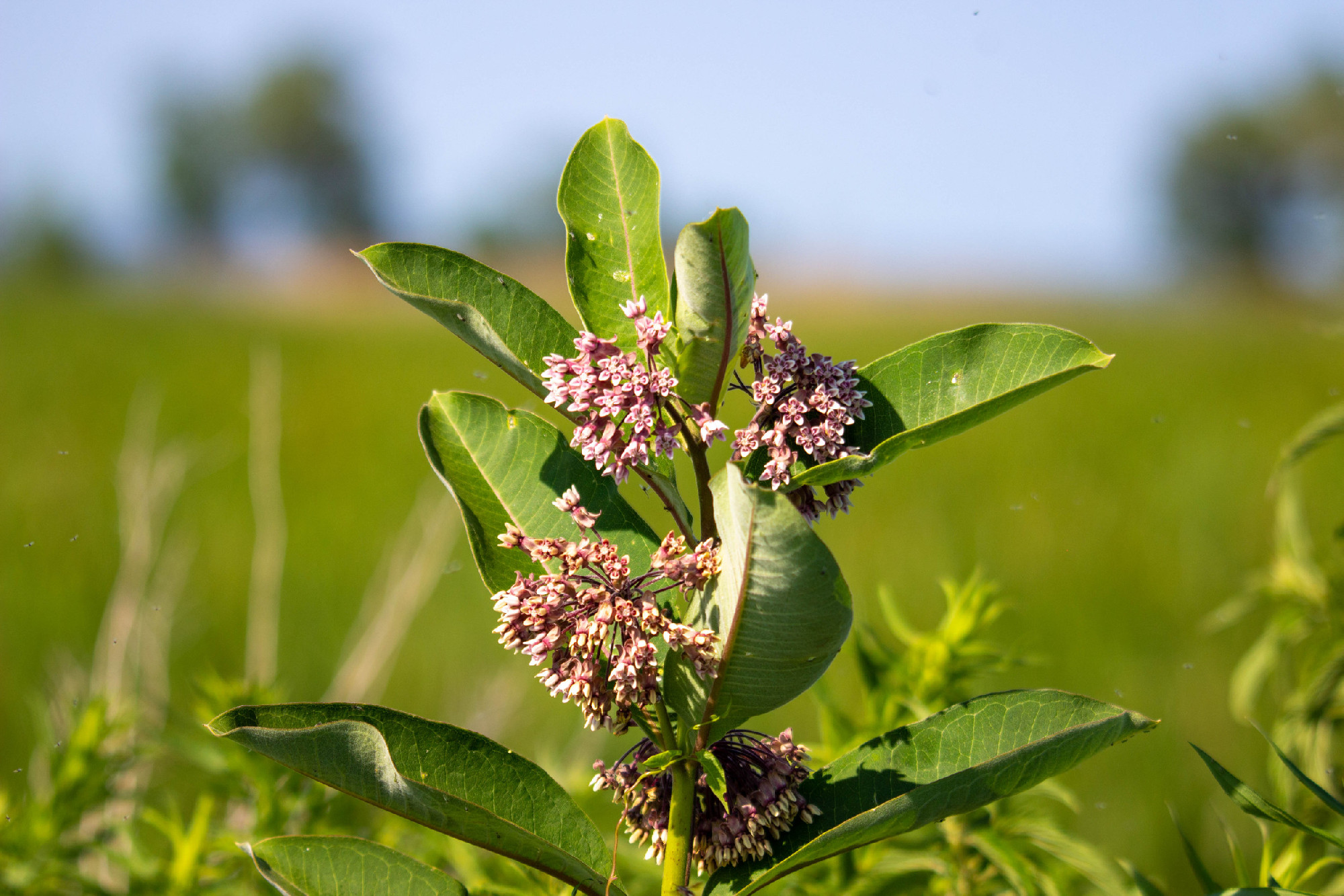 Closeup photo of milk weed,  asclepias syriaca the main food for
