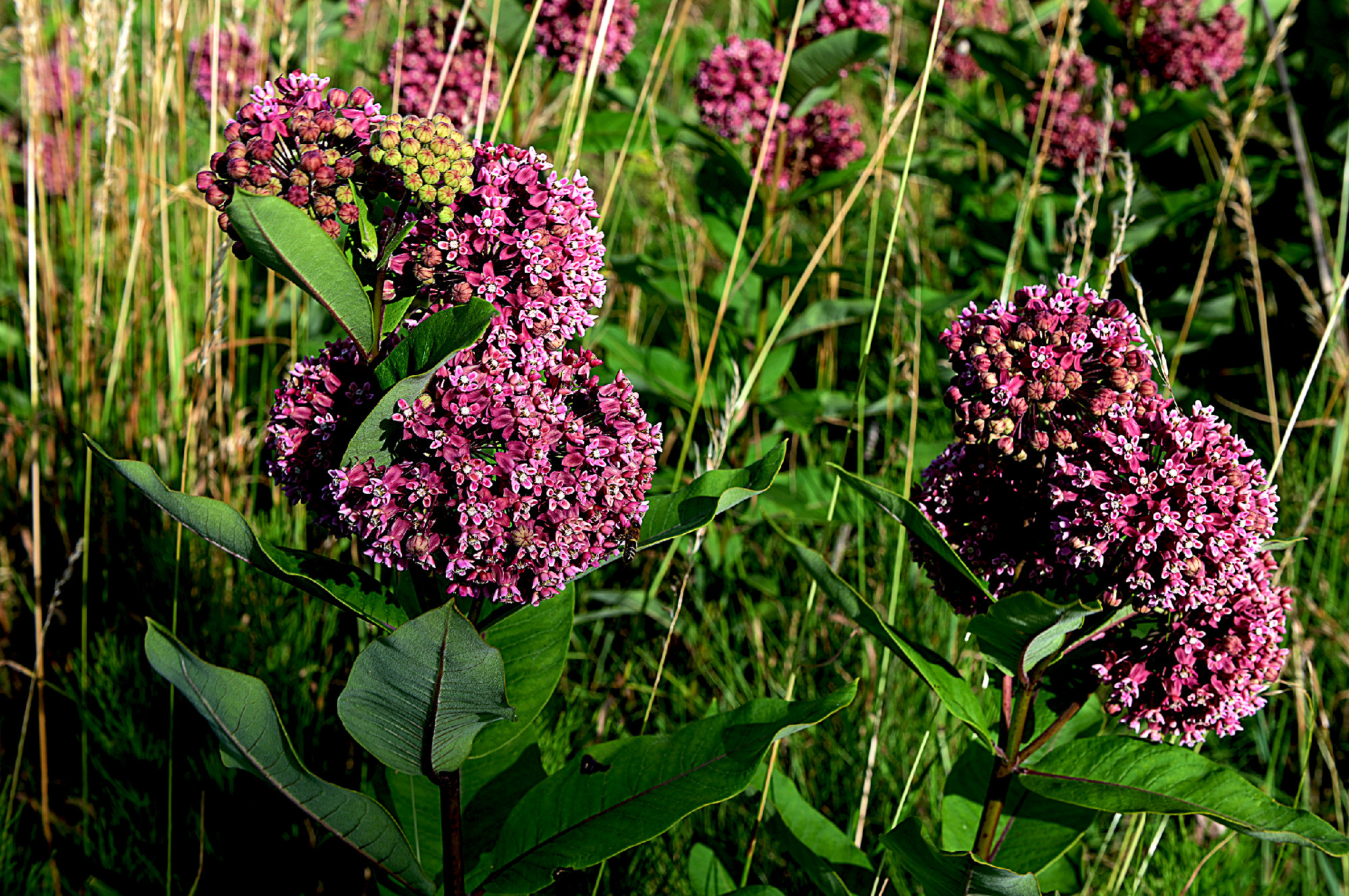 Asclepias syriaca. Green flower buds of a common milkweed.