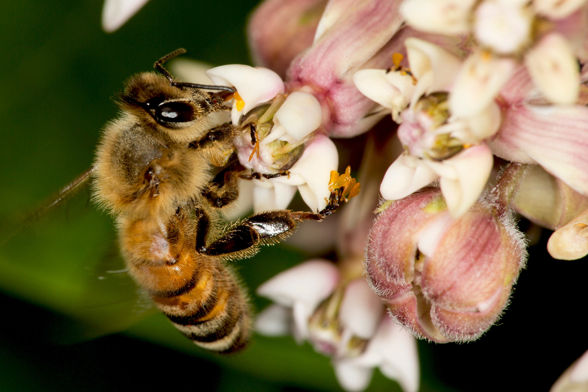 Honey bee nectaring on milkweed flowers at Belding Preserve, Con