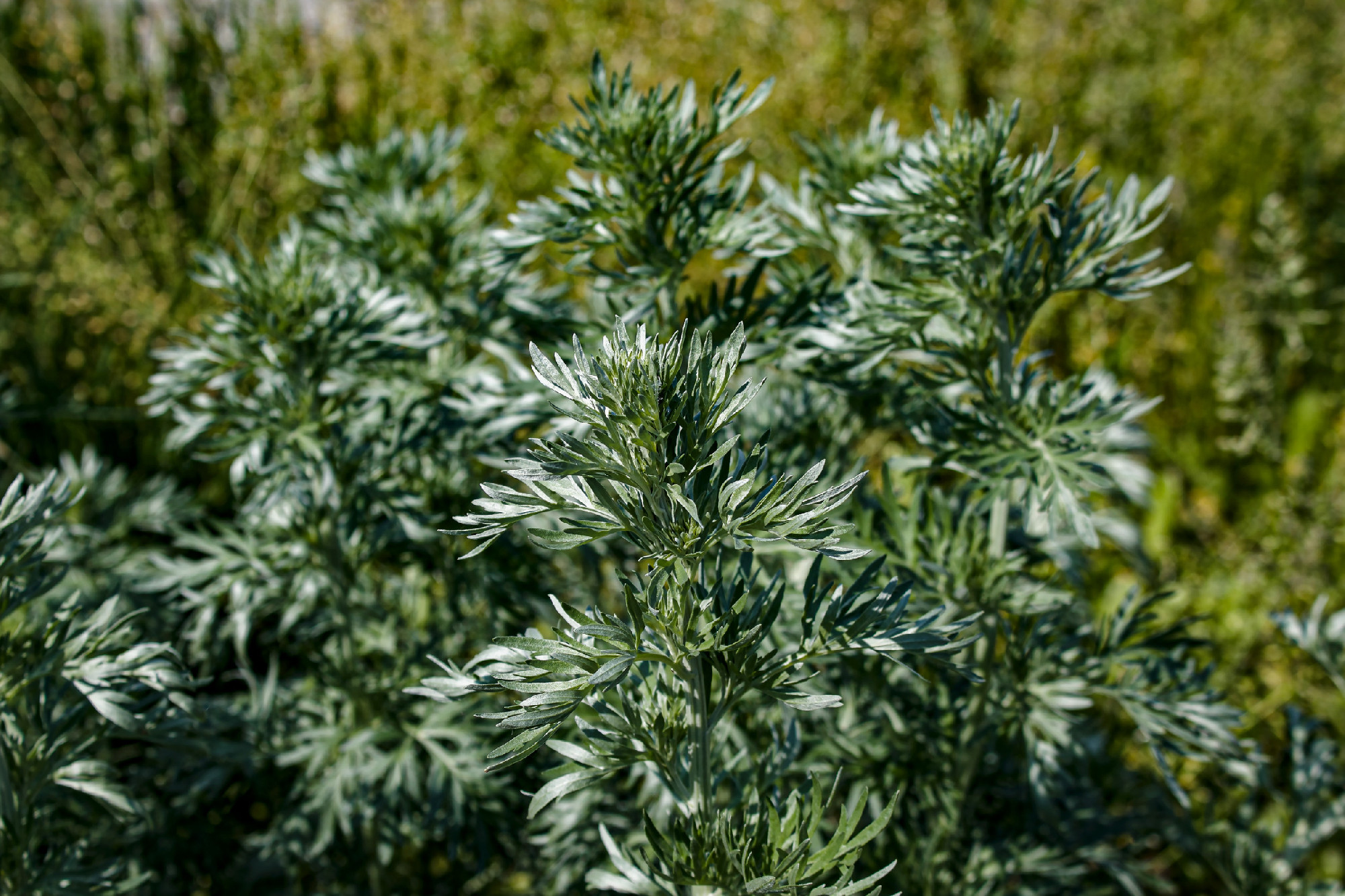 Wormwood leaves on a dark background, beautiful green wormwood for the background, elegant field plant.