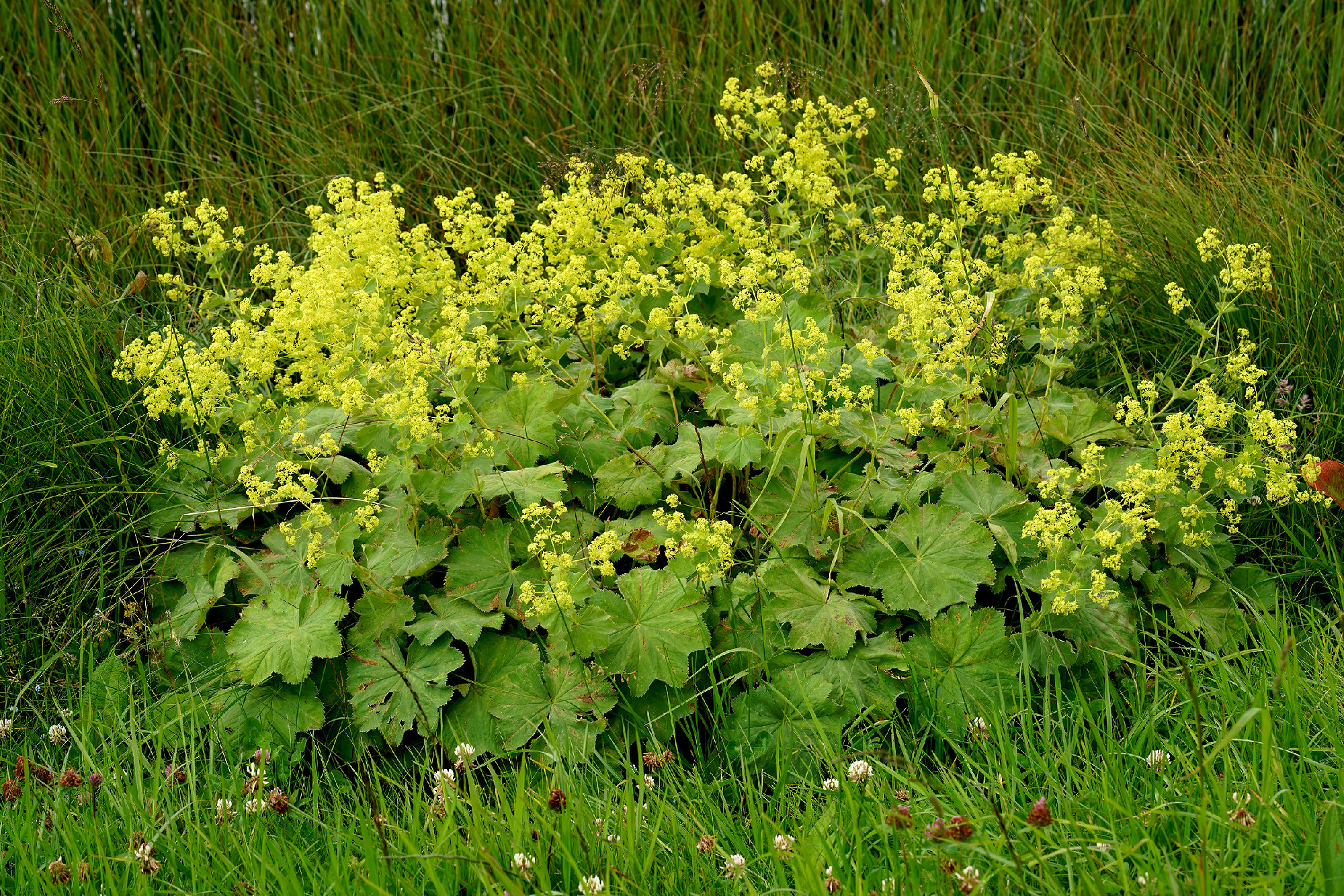 Closeup on an isolated scented homeopathic garden lady's-mantle