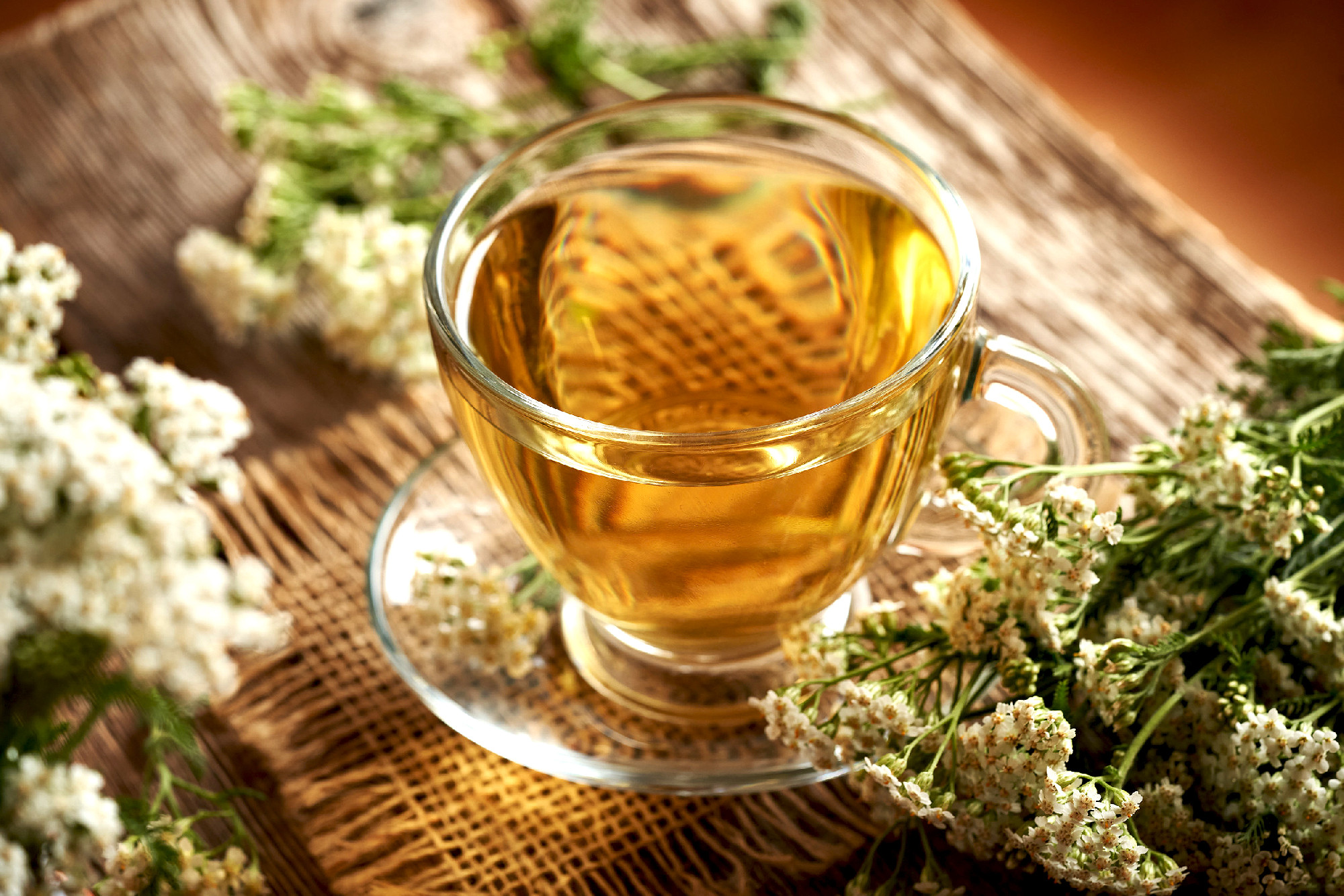 Herbal tea in a glass cup with yarrow or Achillea millefolium fl