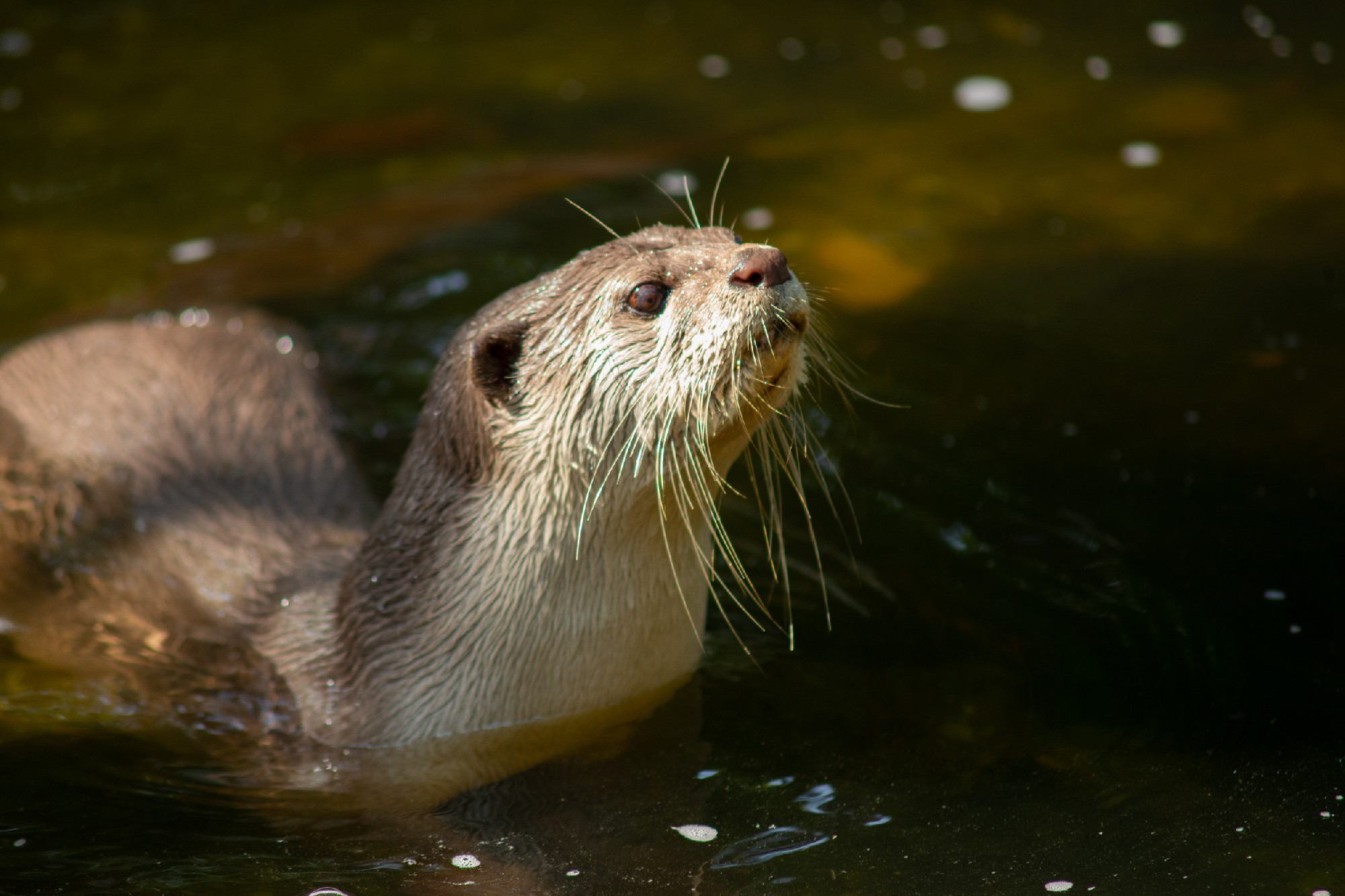 Otter
