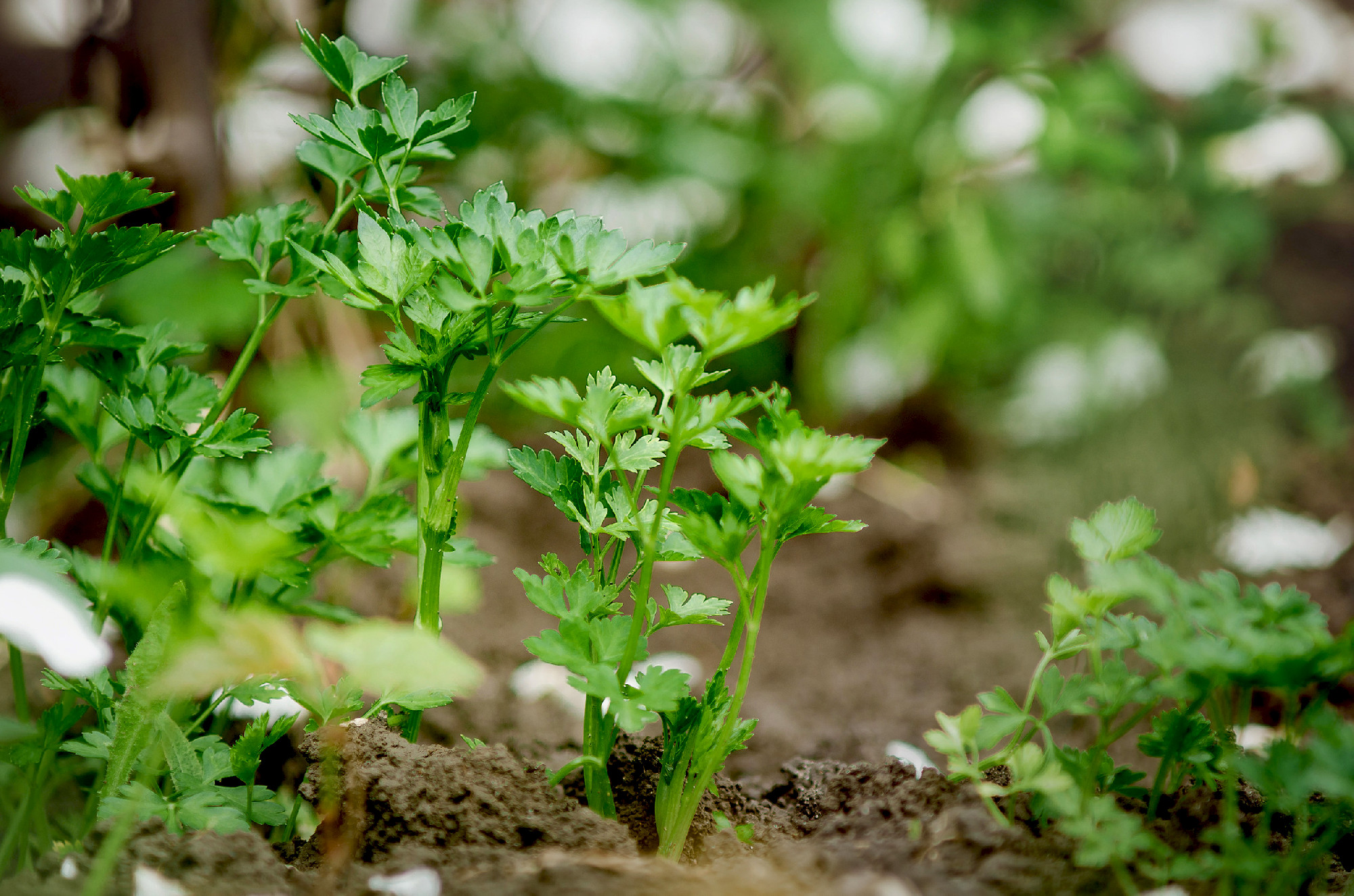 Young sprouts of parsley grow on a bed.