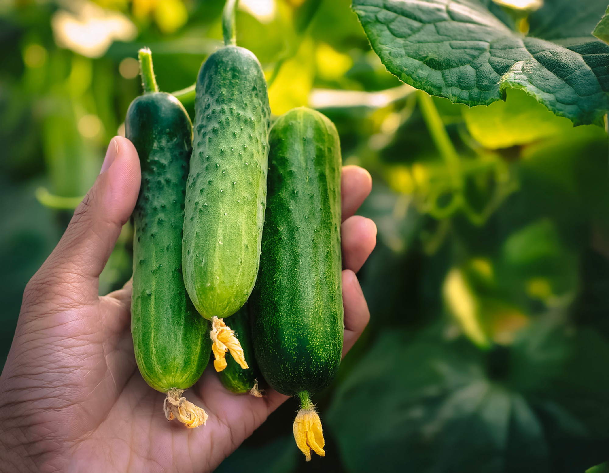 cucumber plants trees on plantation. close up hand selected The 