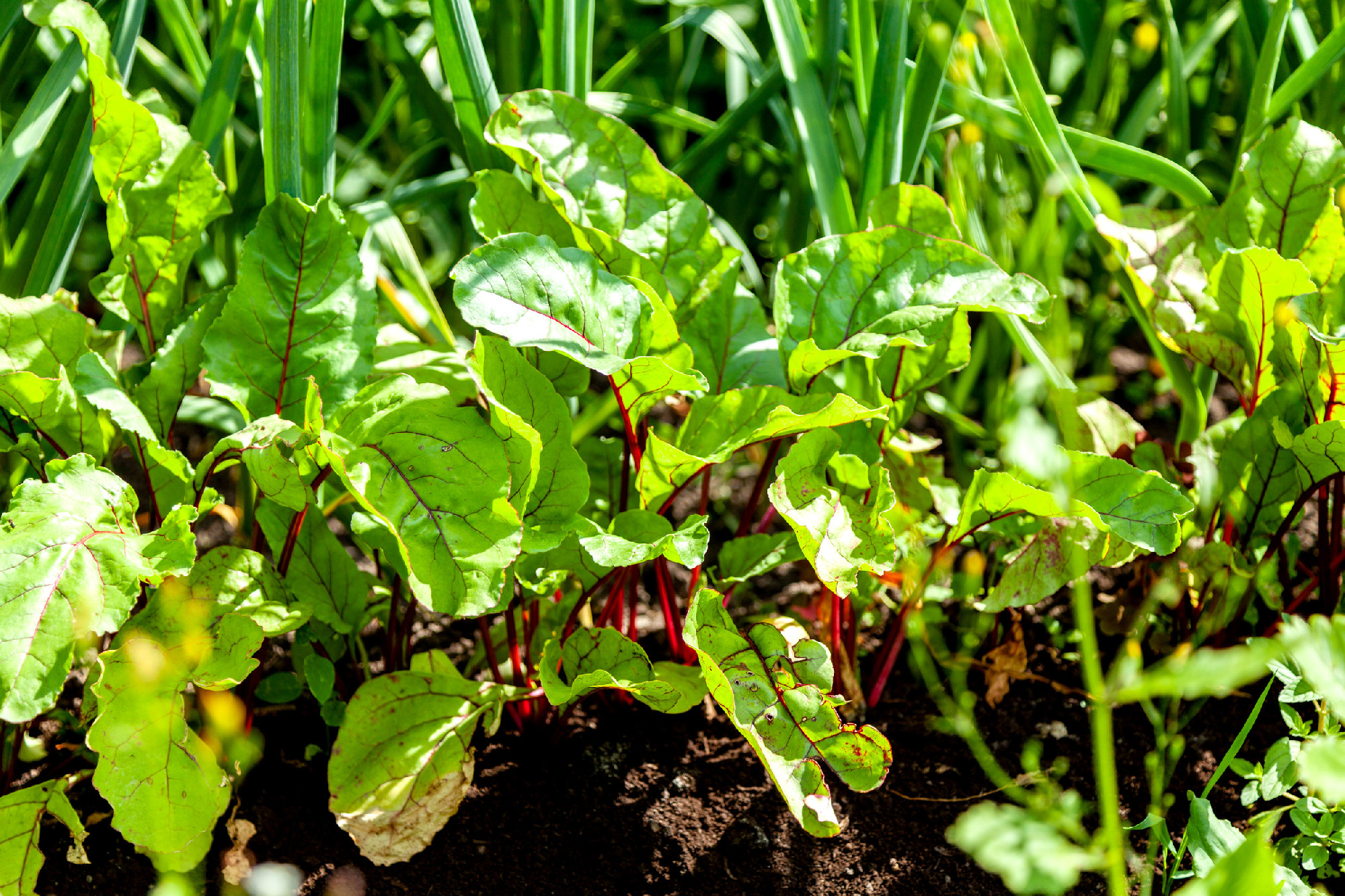 Beets Growing in the Garden Bed
