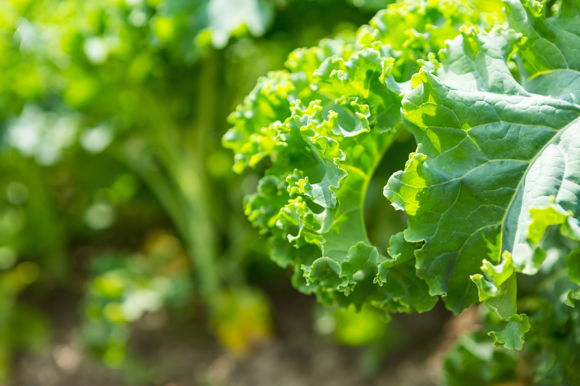 Kale growing in vegetable garden