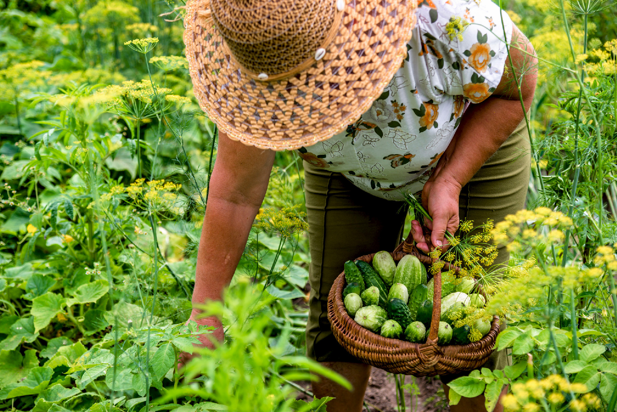 Woman in the garden as farmer working on field of cucumbers - pi