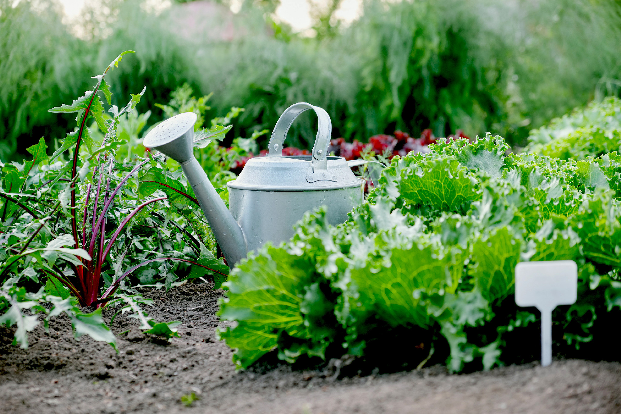 Green salads. Gardening background with different salad