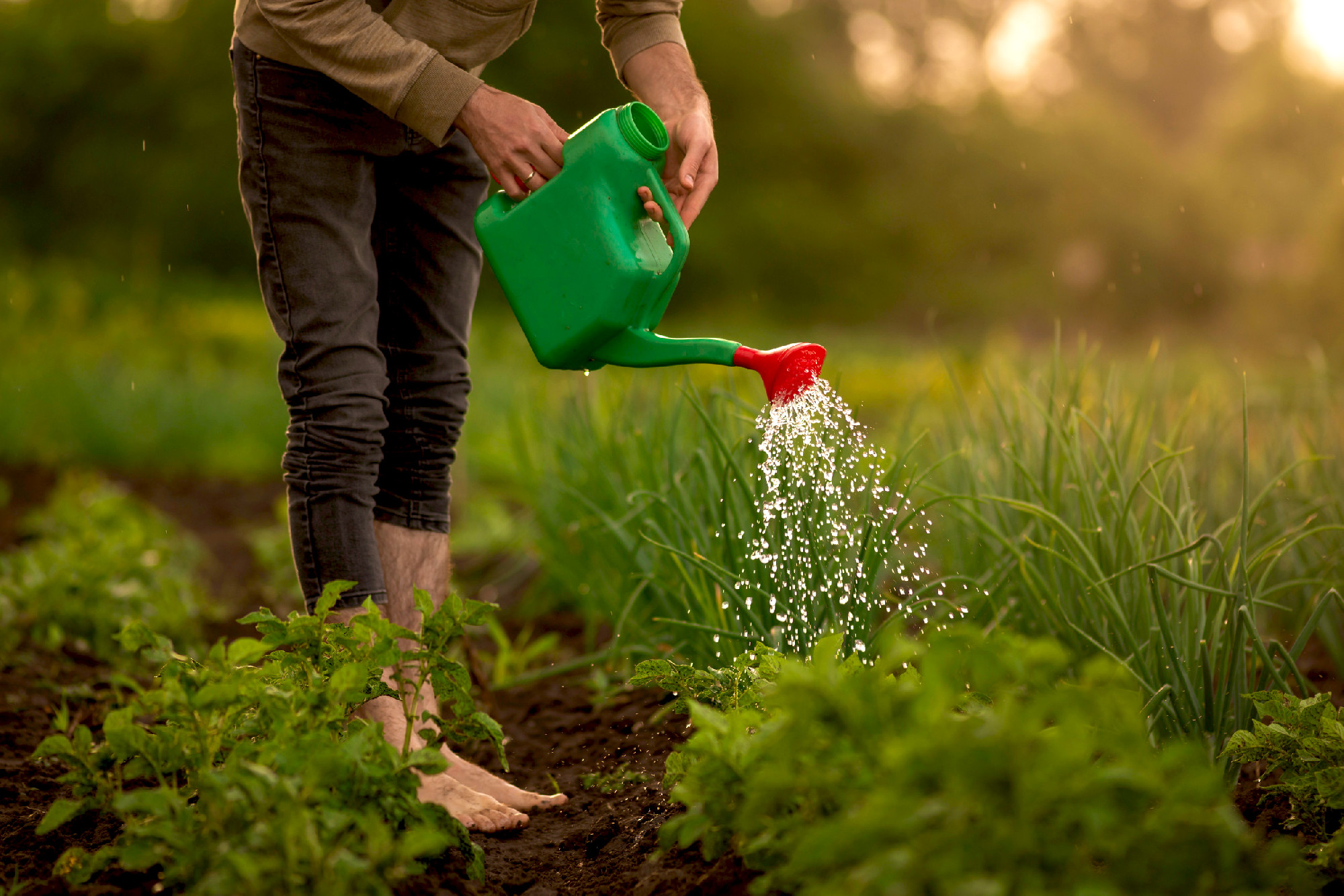 Unrecognisable Man farmer watering hand holding watering green