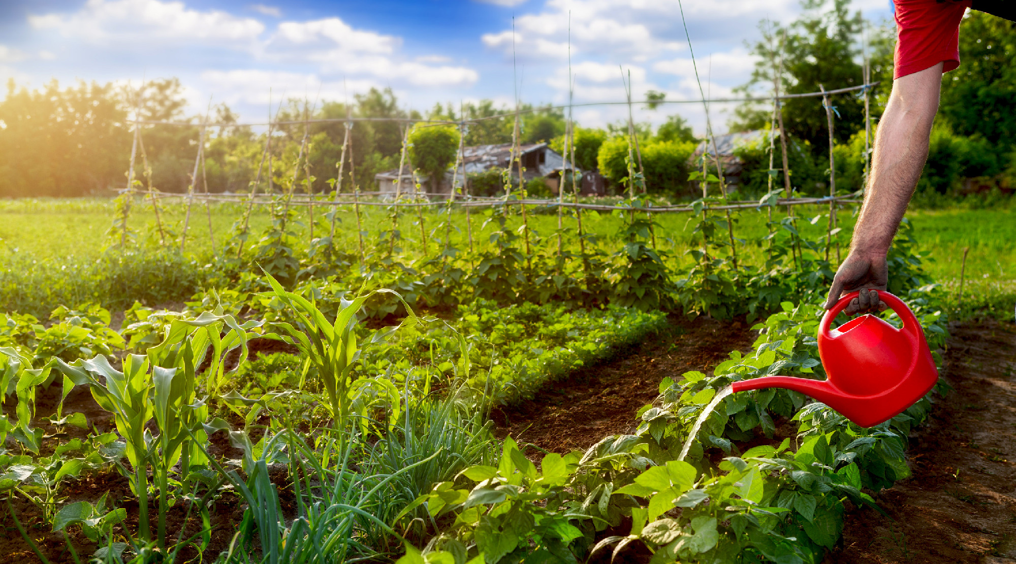 Watering garden with watering can