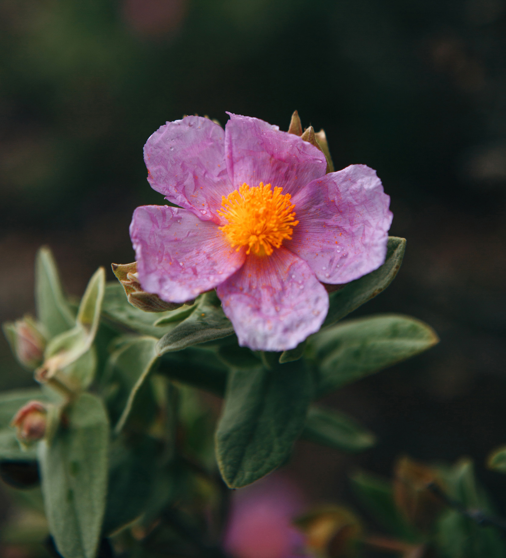 A purple flower grows in a meadow. Springtime