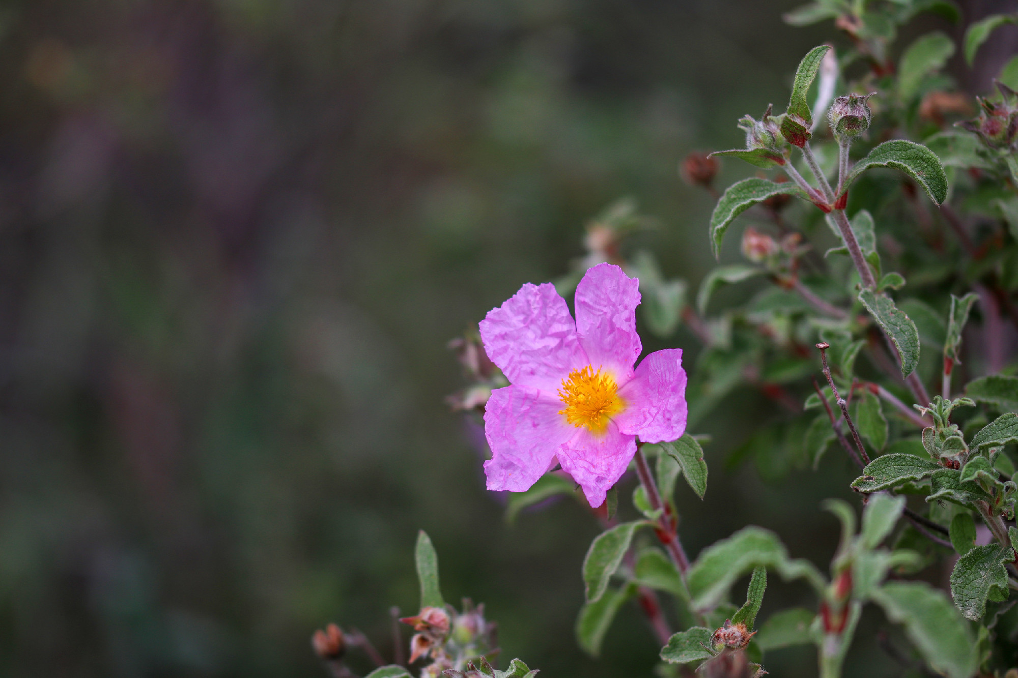 Laden; It is a plant species with white or pink flowers that mak