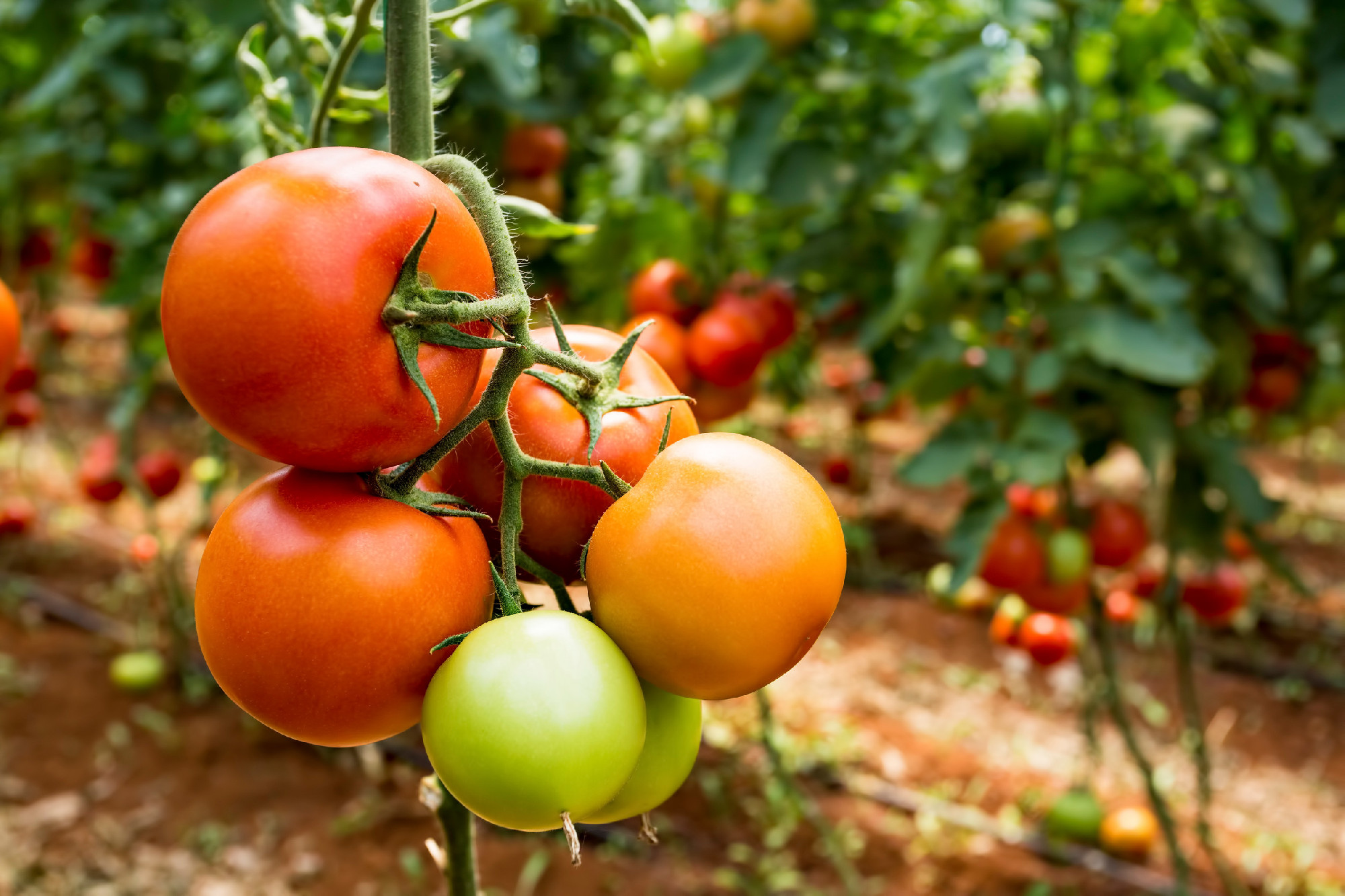 Beautiful red ripe tomatoes grown in a greenhouse.