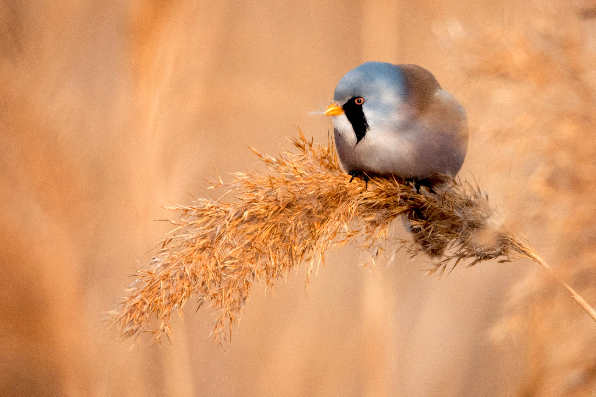 beraded tit, male - reedling (panurus biarmicus) on a beautiful