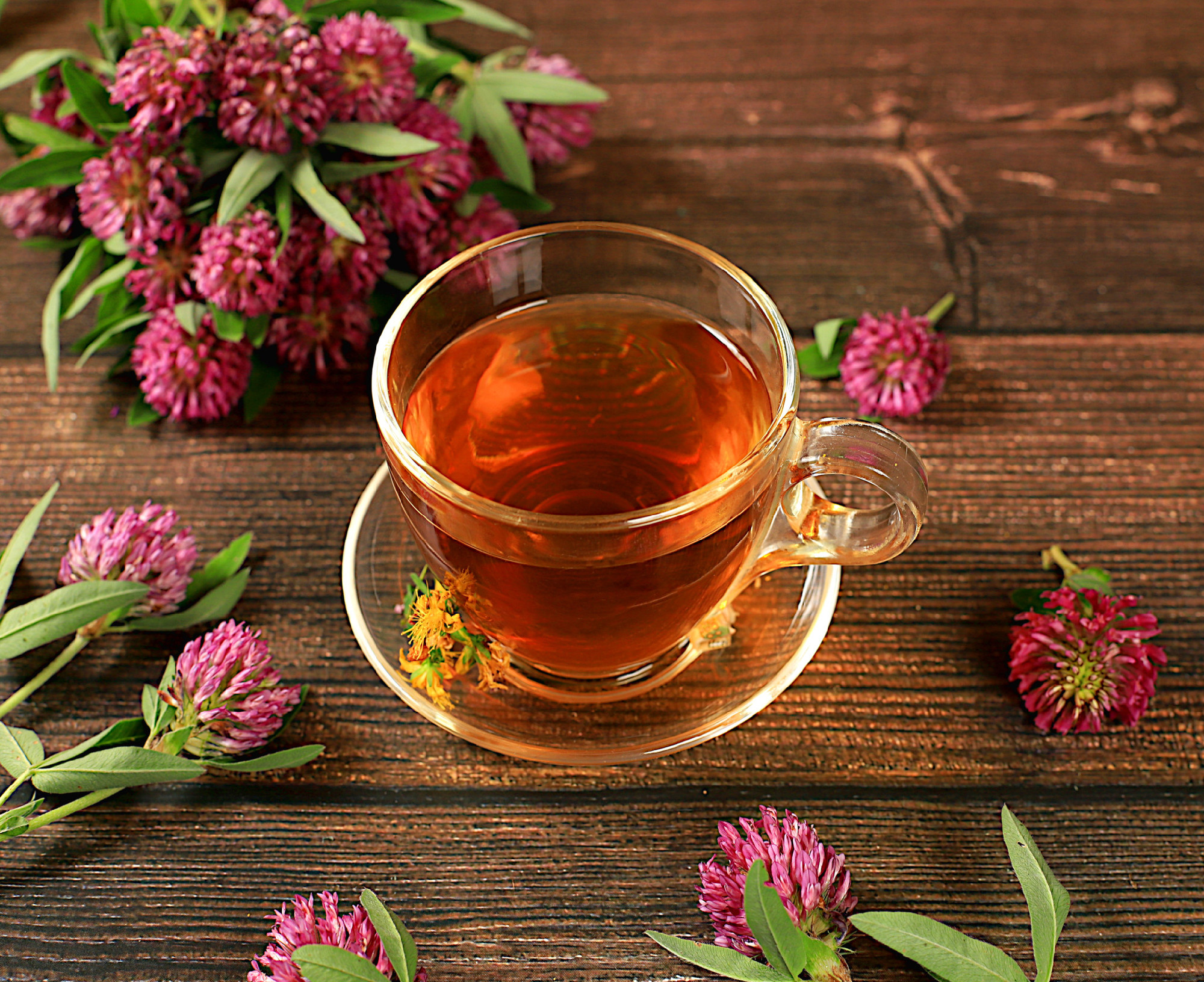 Medicinal herbal tea or infusion of red clover in a glass cup wi