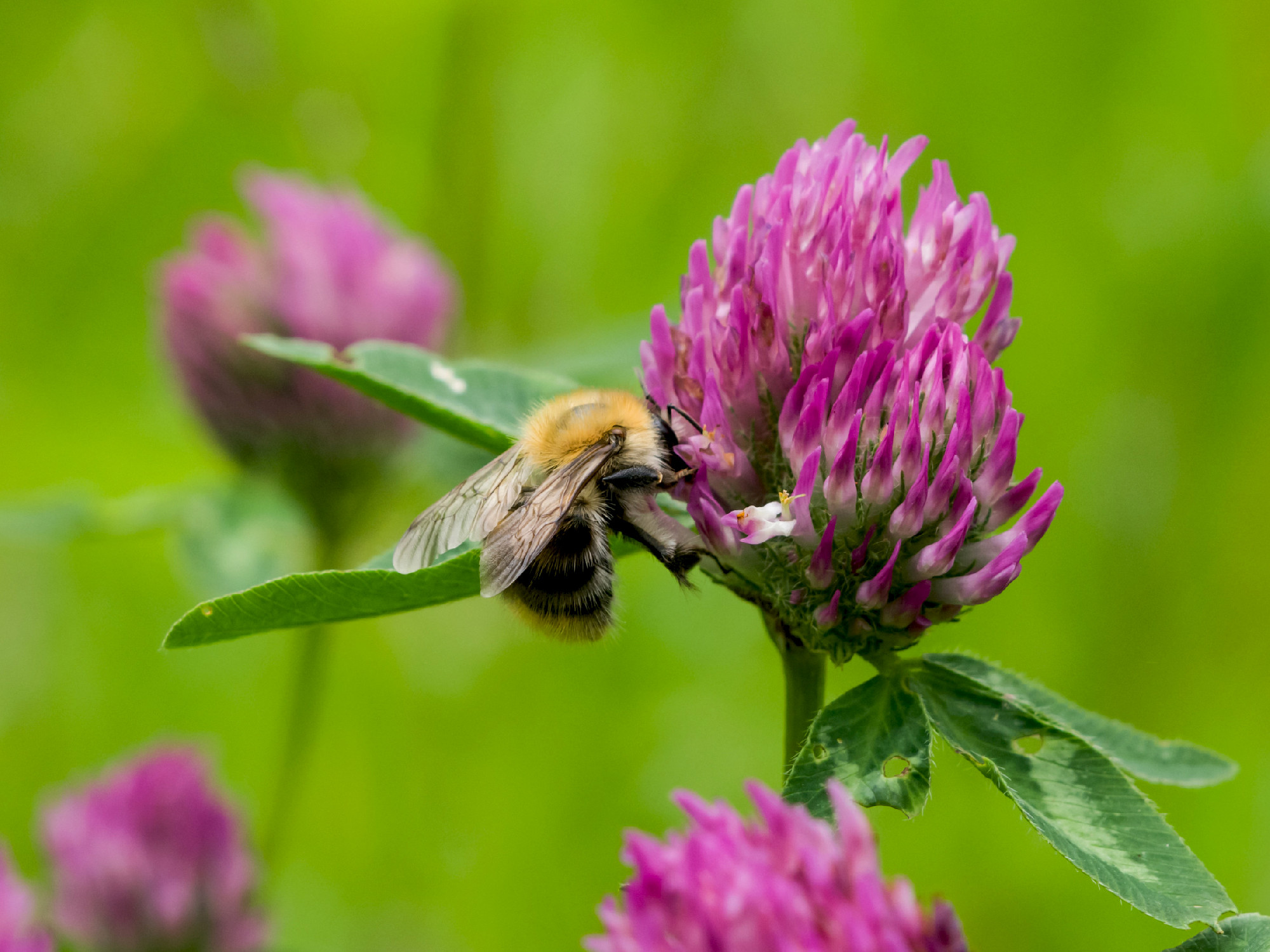 bee at red clover flower macro
