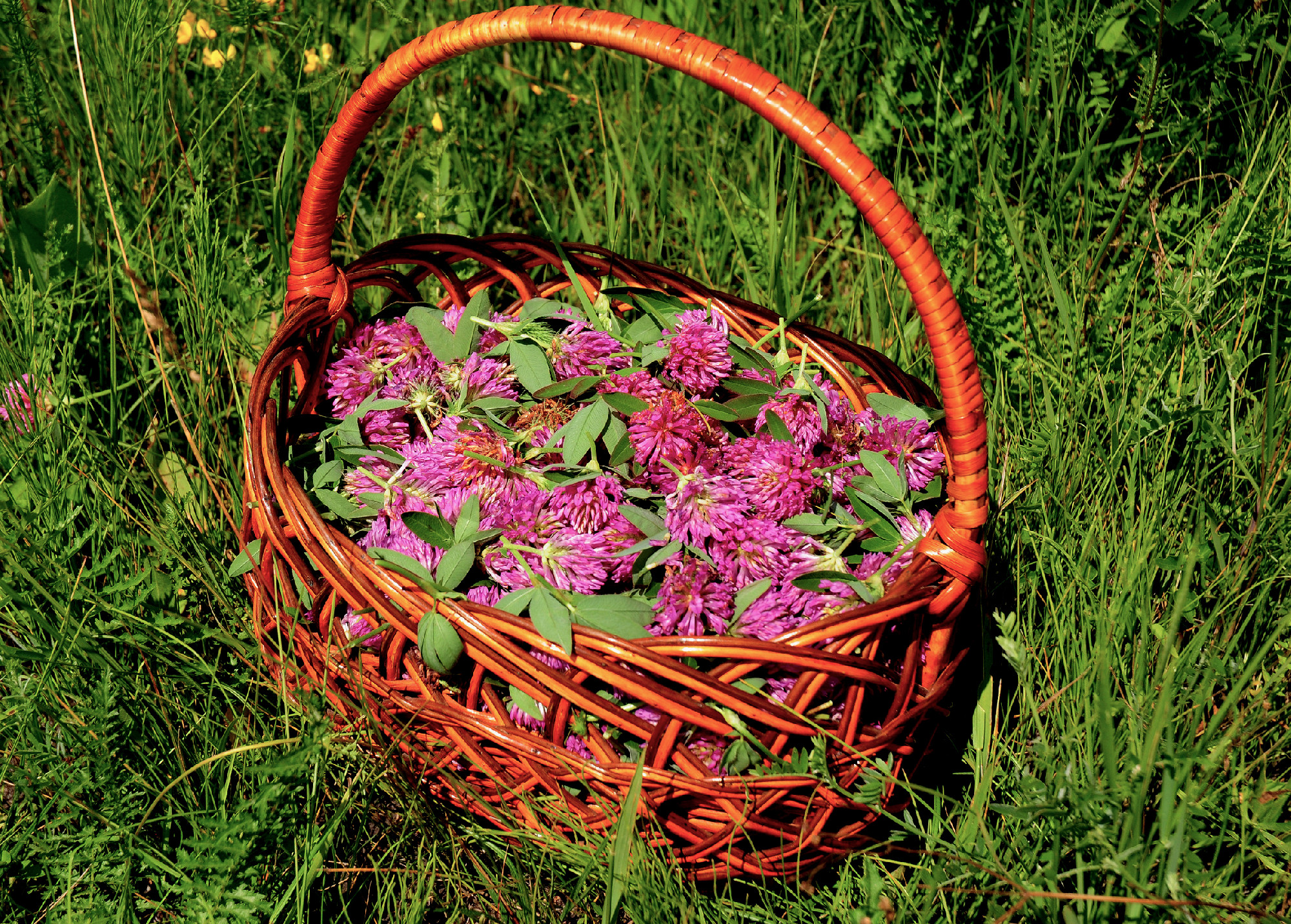 Gather Herbs. Herbal Plants. Trifolium pratense, the red clover