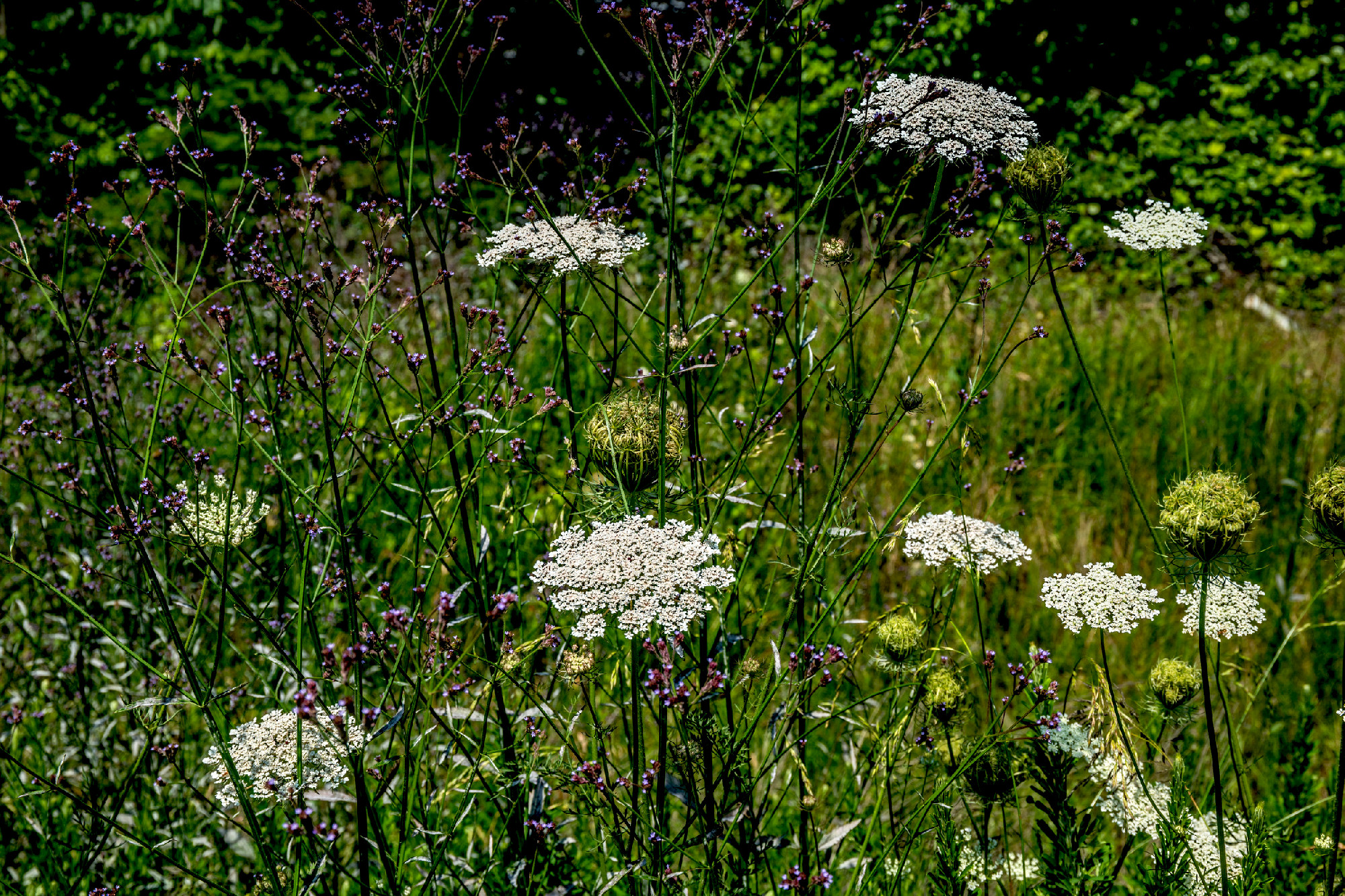 Queen anne's lace with wildflowers