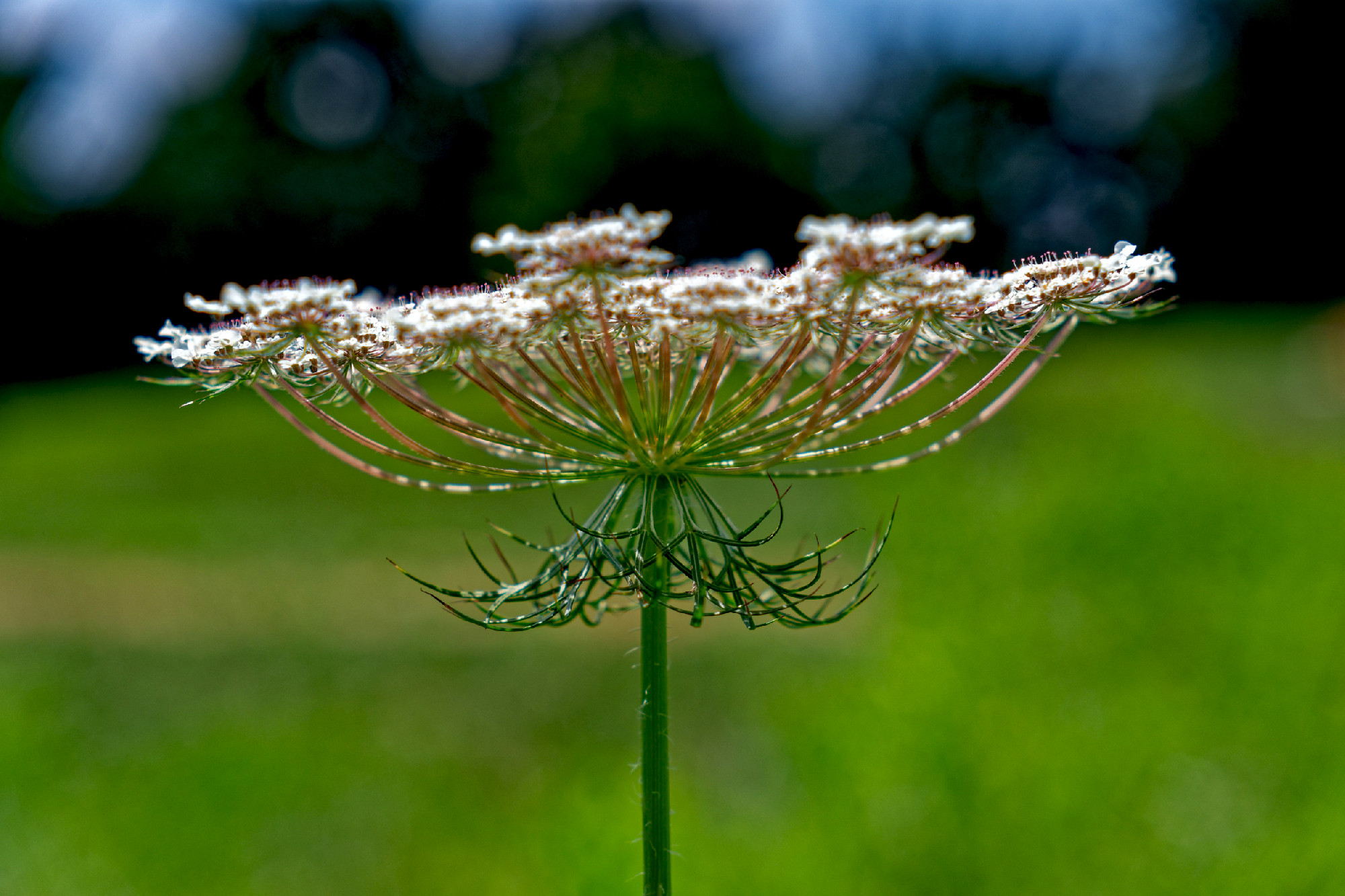 Queen anne's lace flower closeup