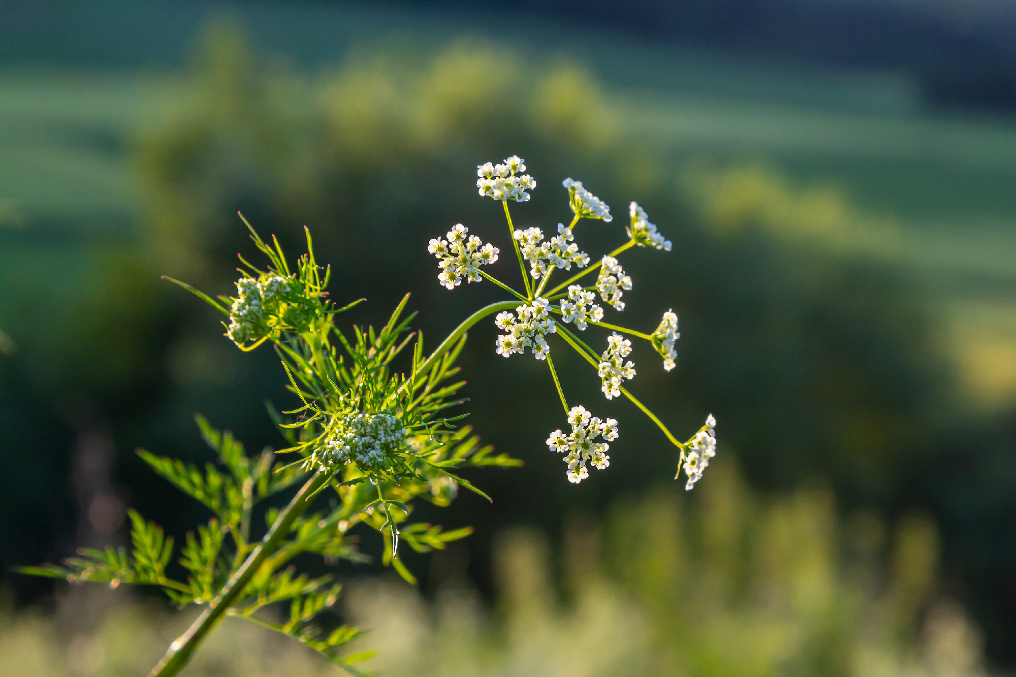 White flowering Caraway plant, or meridian fennel or Persian cum