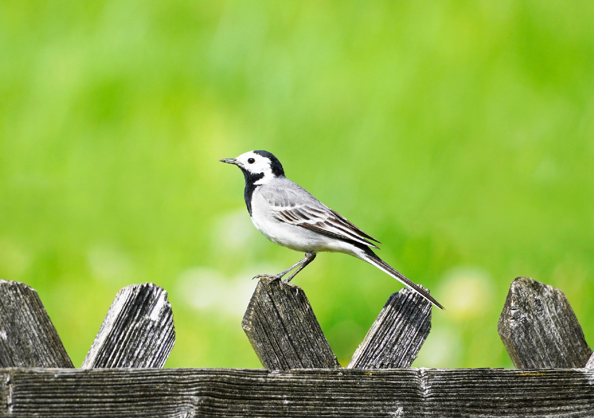 Closeup shallow focus shot of a wagtail bird (motacilla alba) sitting on a wooden fence