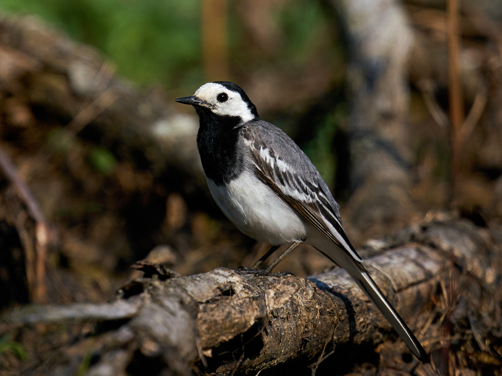White wagtail (Motacilla alba)