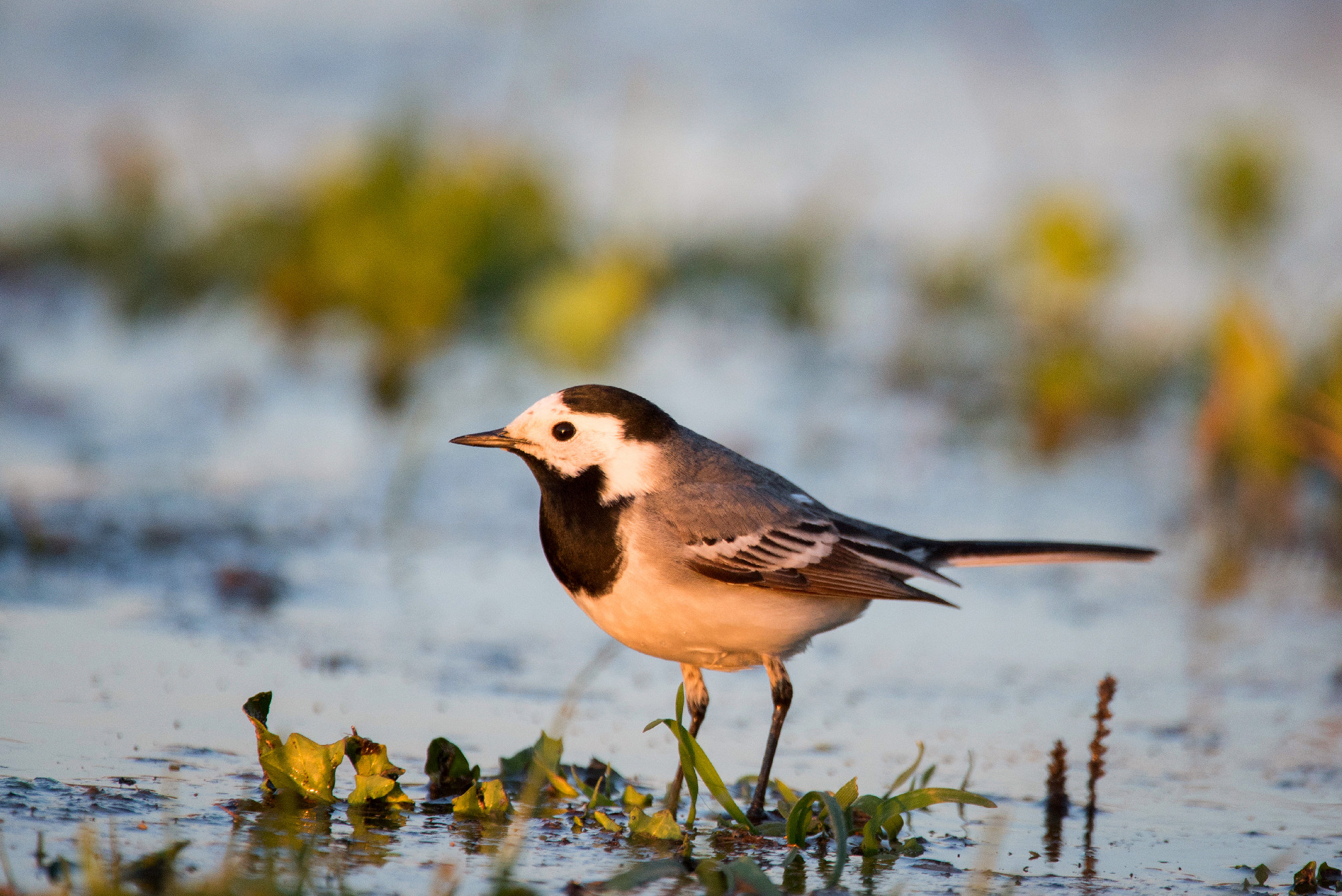 White wagtail (Motacilla alba) at the beach, sitting on the shore of the pond