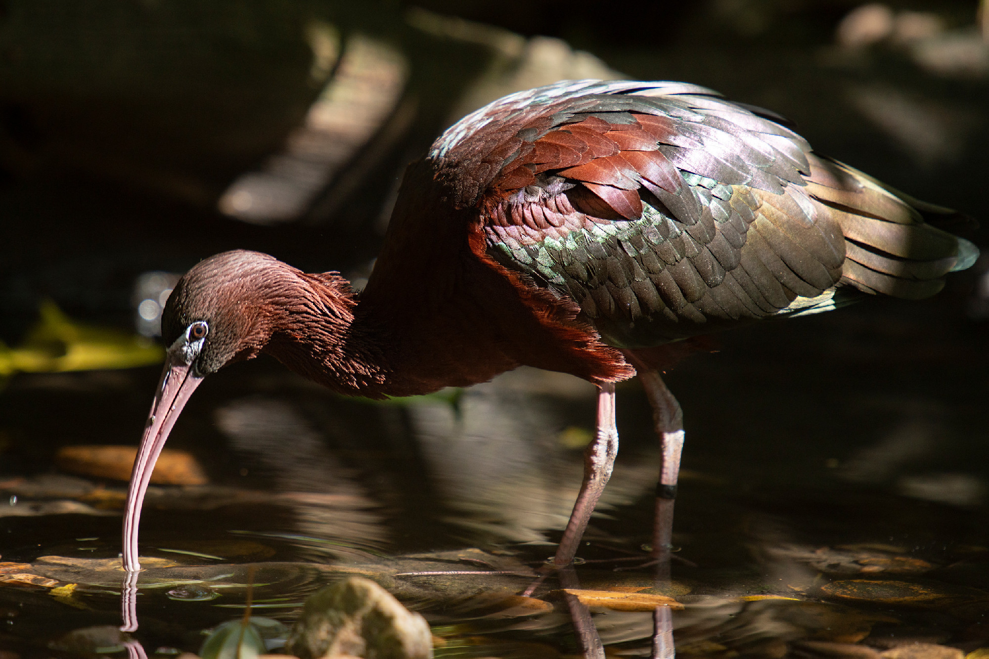 Australian Glossy Ibis