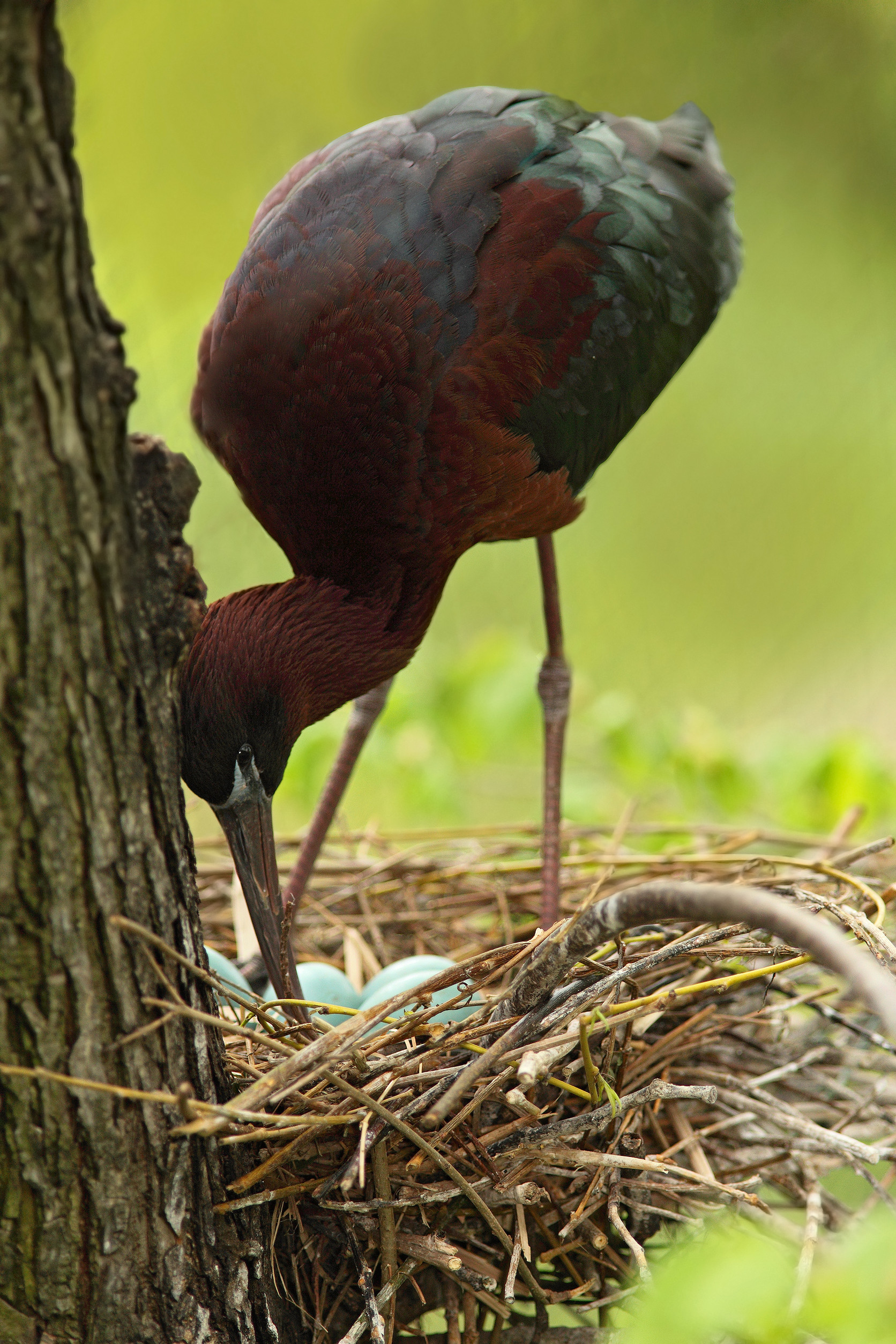 Bird in the nest. Nesting time. Brown bird in the nest. Nest with eggs. Glossy Ibis, Plegadis falcinellus, in the nest. Ibis in the nature habitat. Bird sitting in the nest. Brown ibis with eggs.