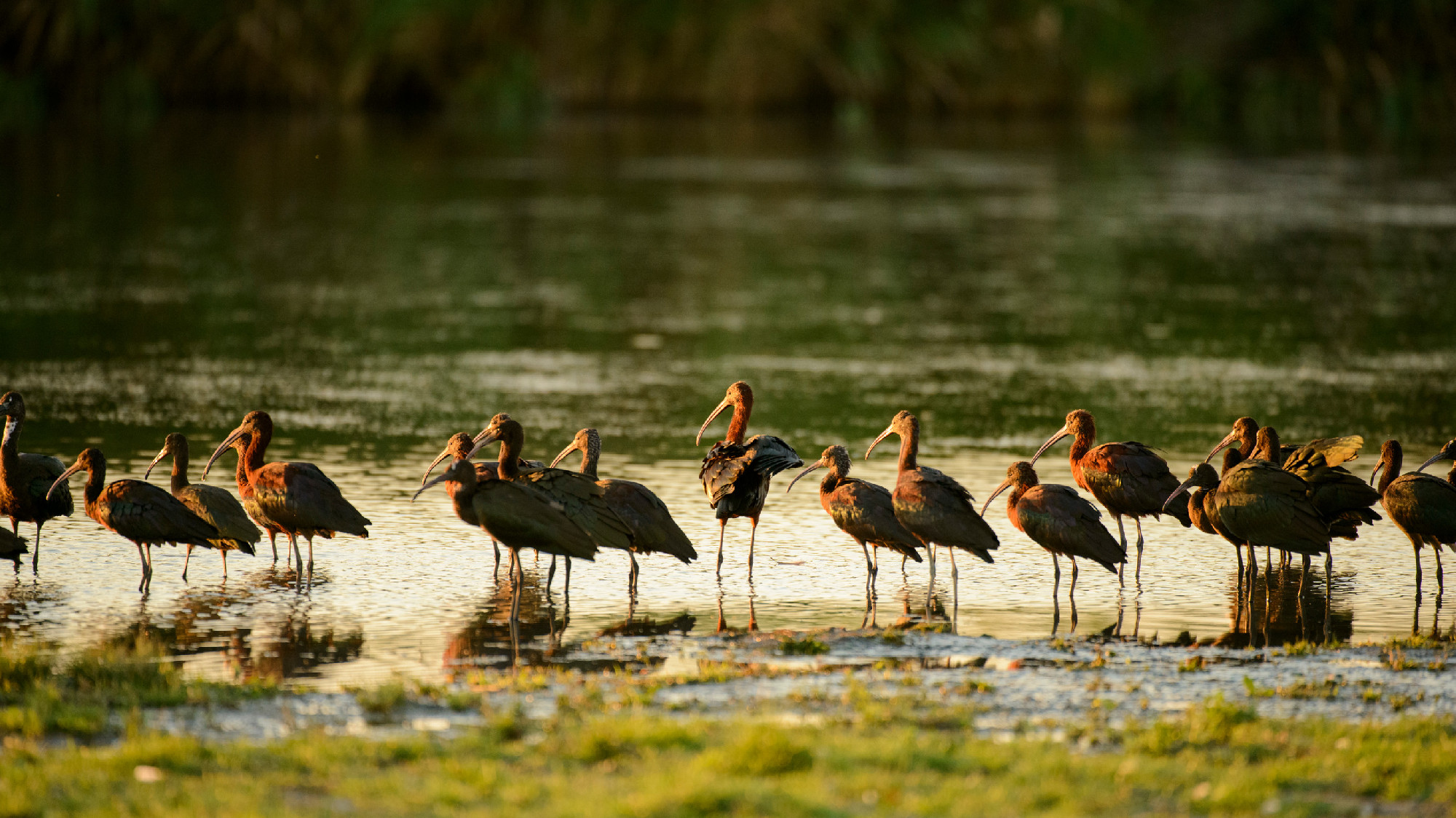 flock of glossy ibis (plegadis falcinellus) in water