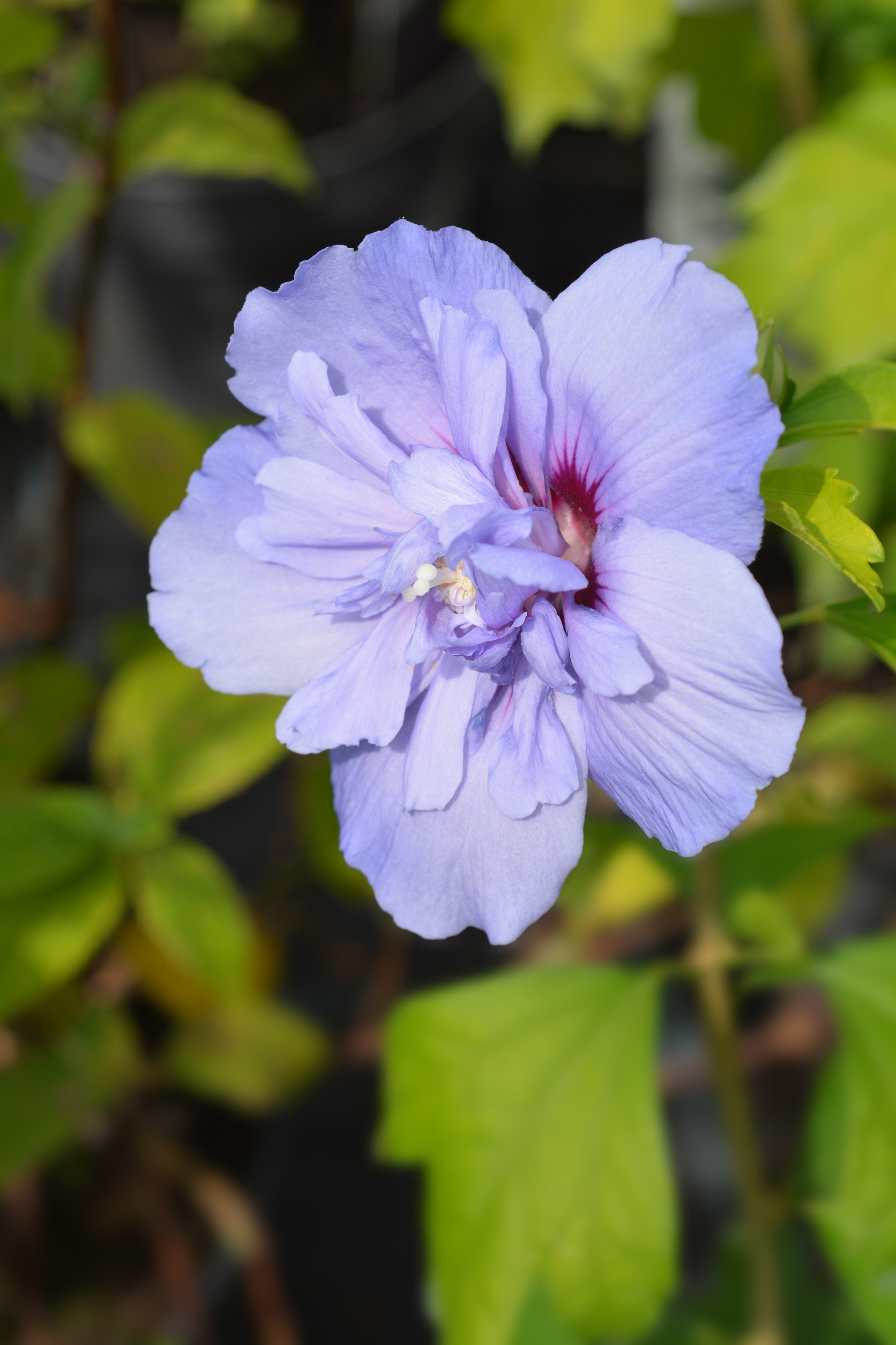 Rose Of Sharon Blue Chiffon