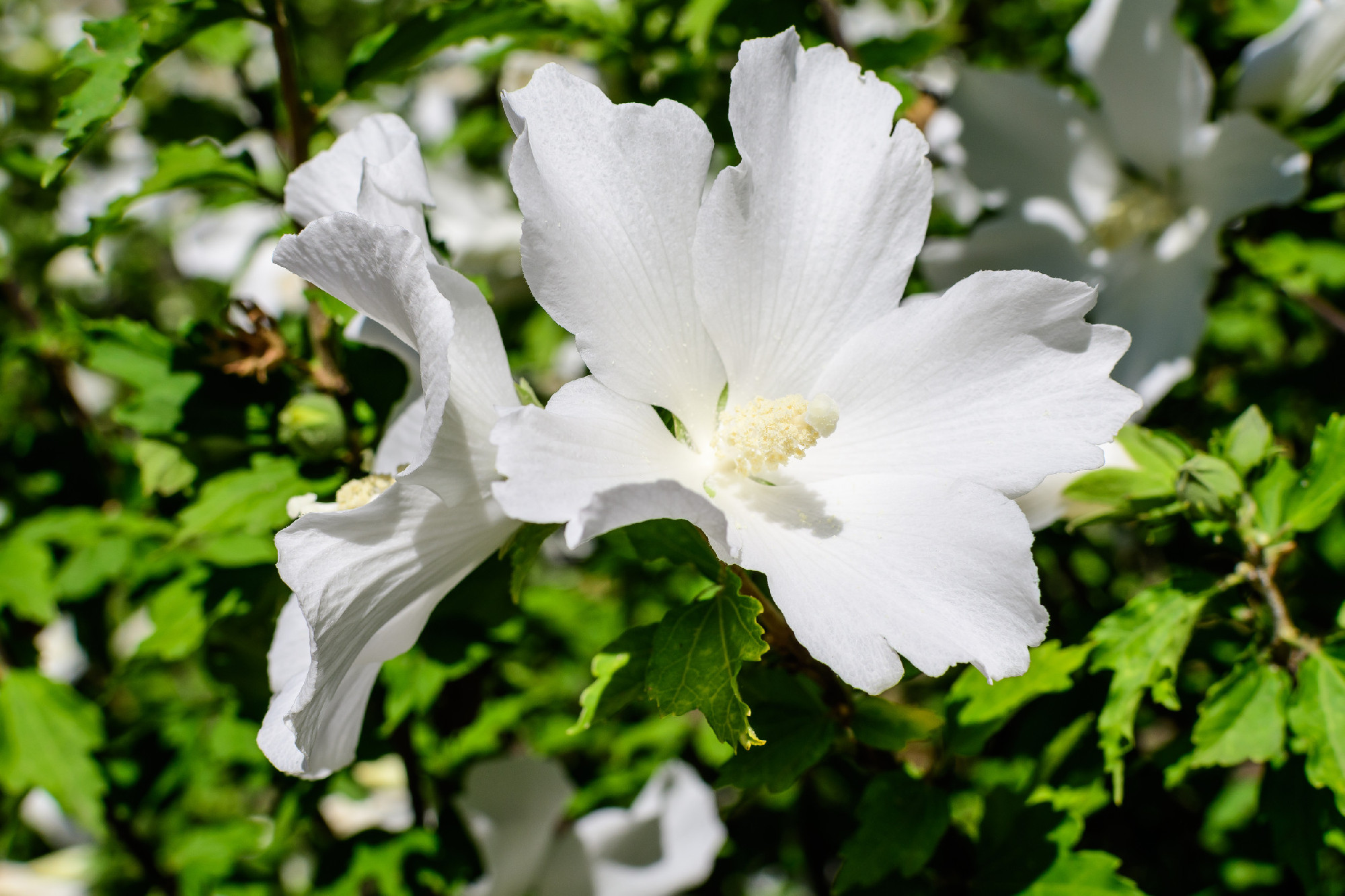 One white flower of hibiscus syriacus plant, commonly known as K