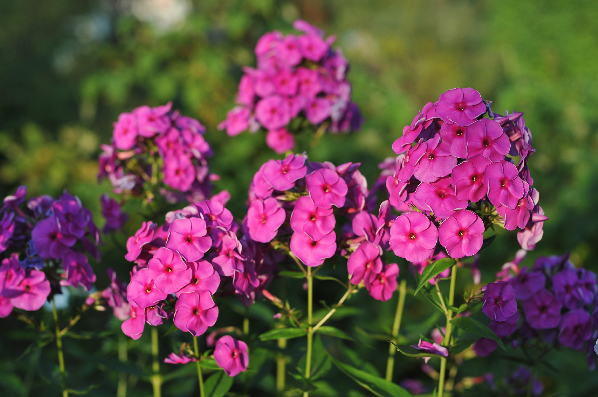 Phlox flowers.