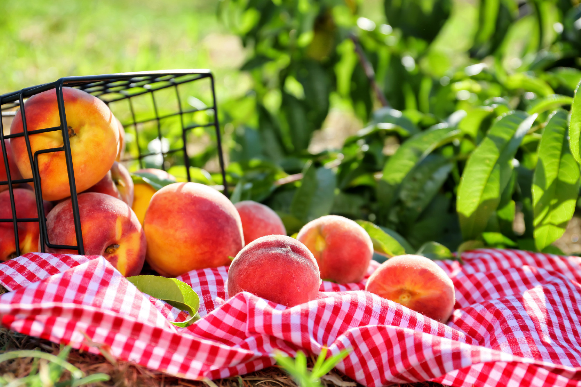 Basket with tasty fresh peaches in garden
